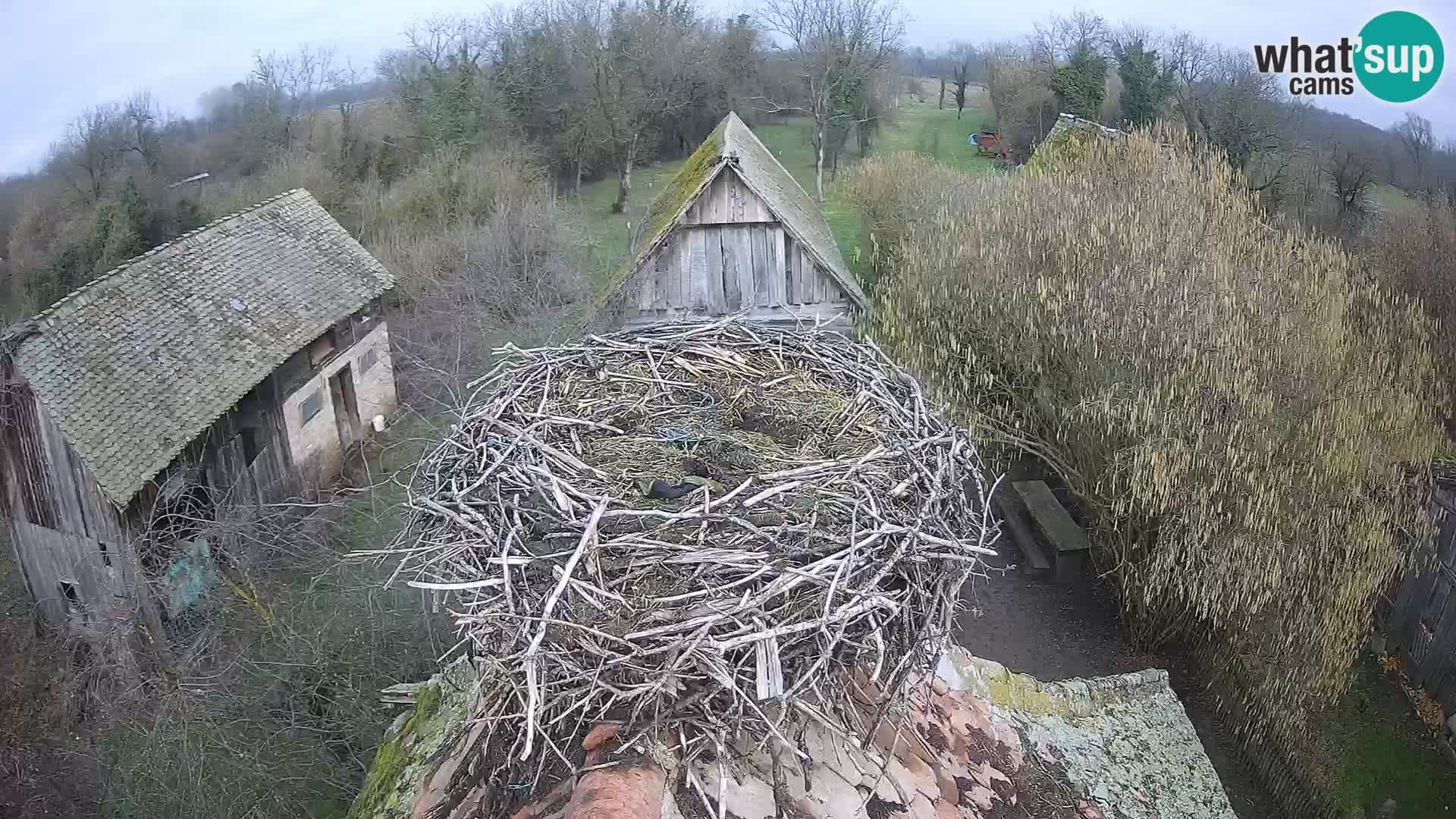 Live webcam European stork village – Lonjsko polje Nature Park