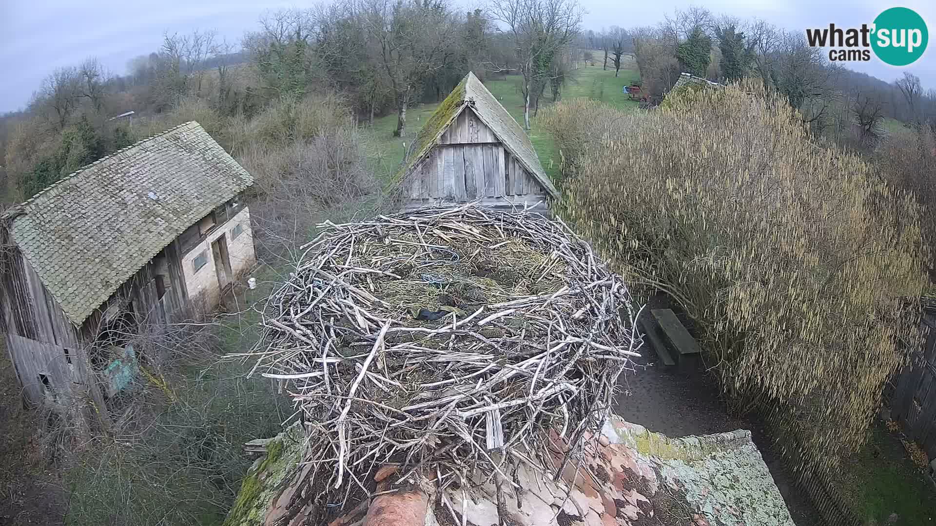 Pueblo europeo de cigüeñas camera en vivo Parque Natural Lonjsko polje
