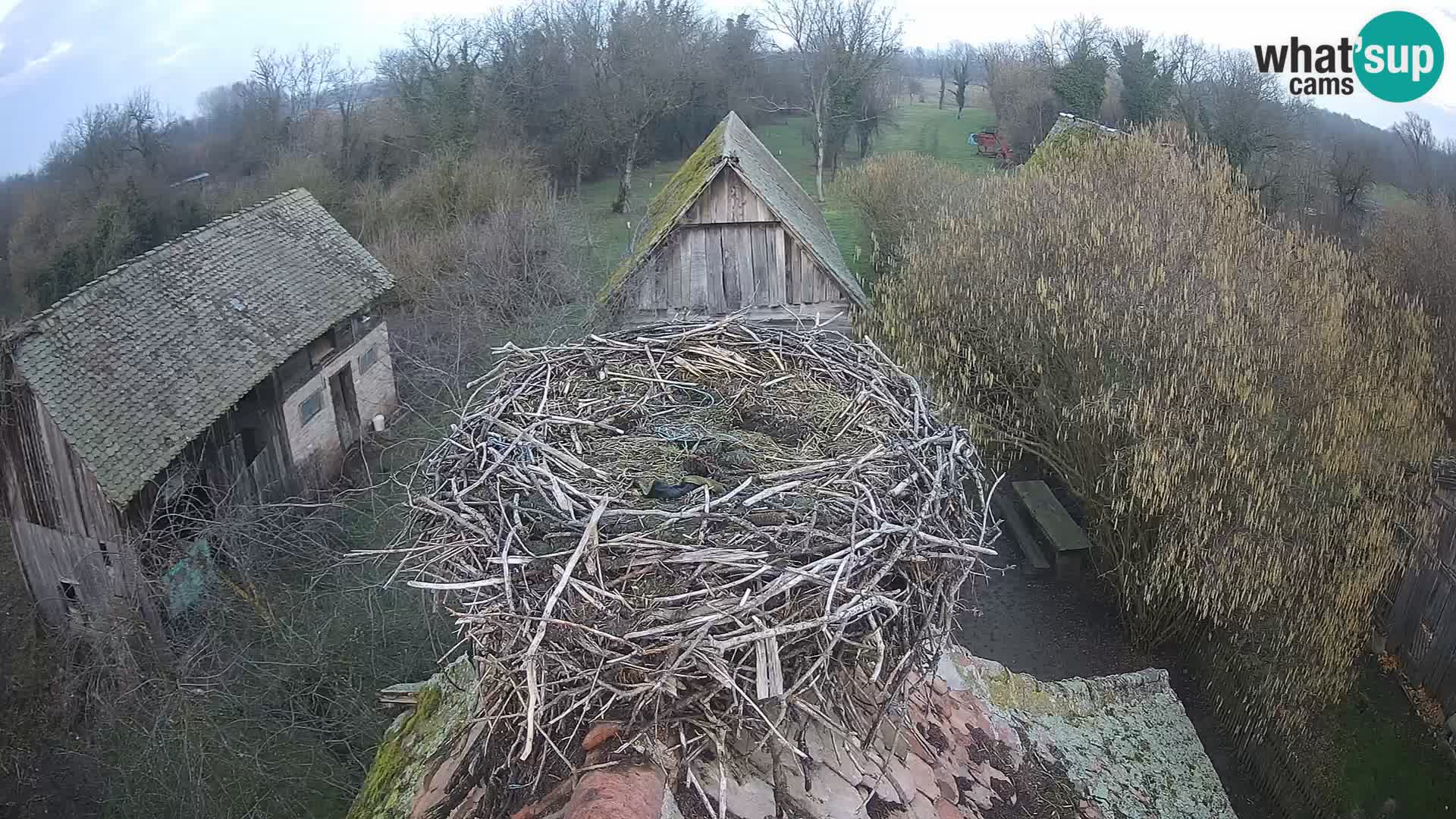 Live webcam European stork village – Lonjsko polje Nature Park