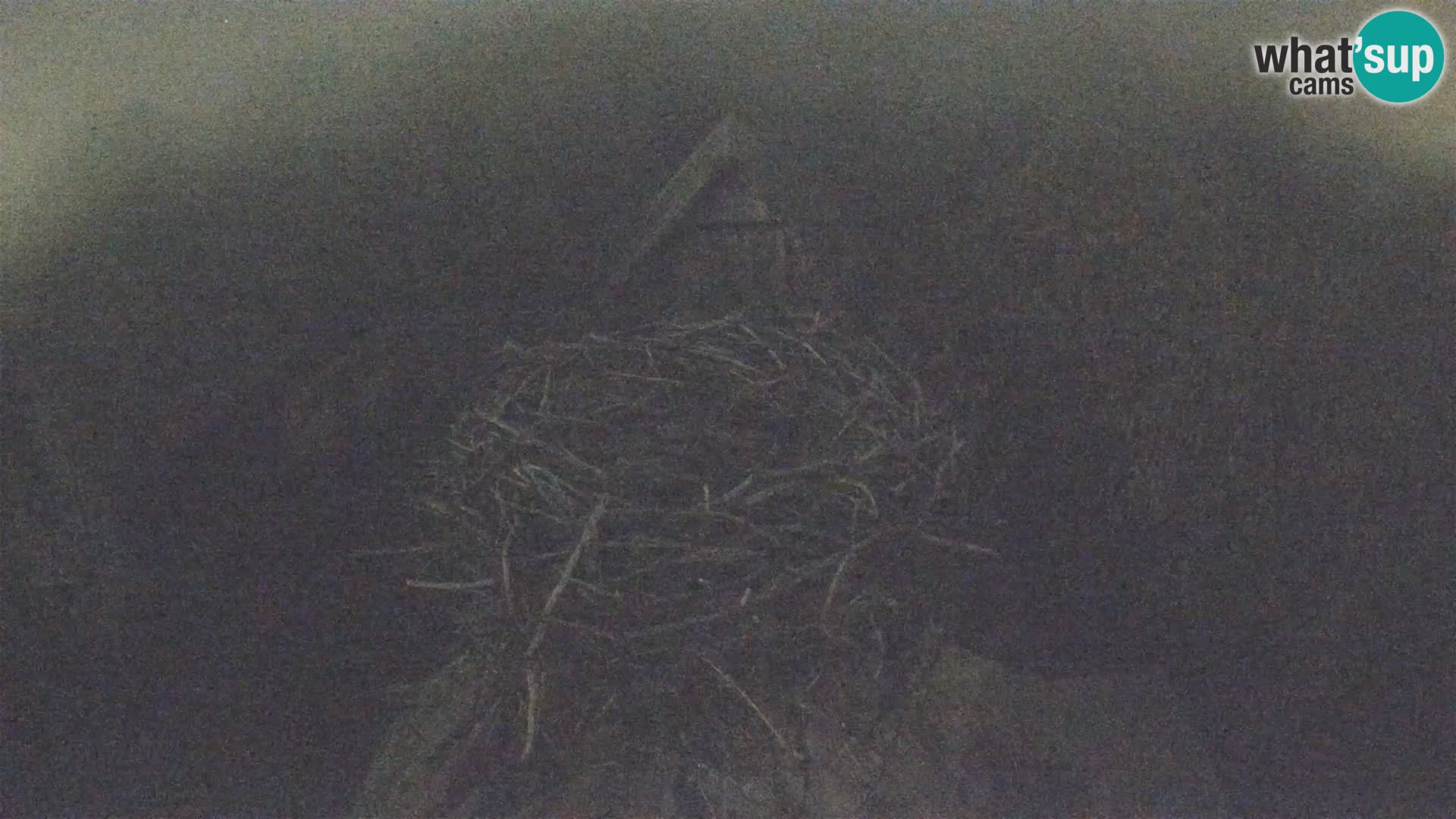 Evropska vas štorklje – Krajinski park Lonjsko polje spletna kamera