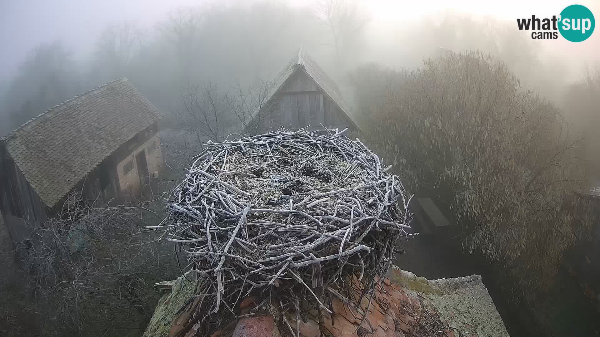 U živo Europsko selo roda – Park prirode Lonjsko polje