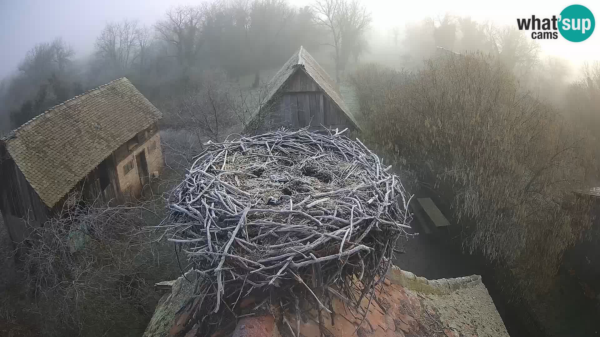 Pueblo europeo de cigüeñas camera en vivo Parque Natural Lonjsko polje