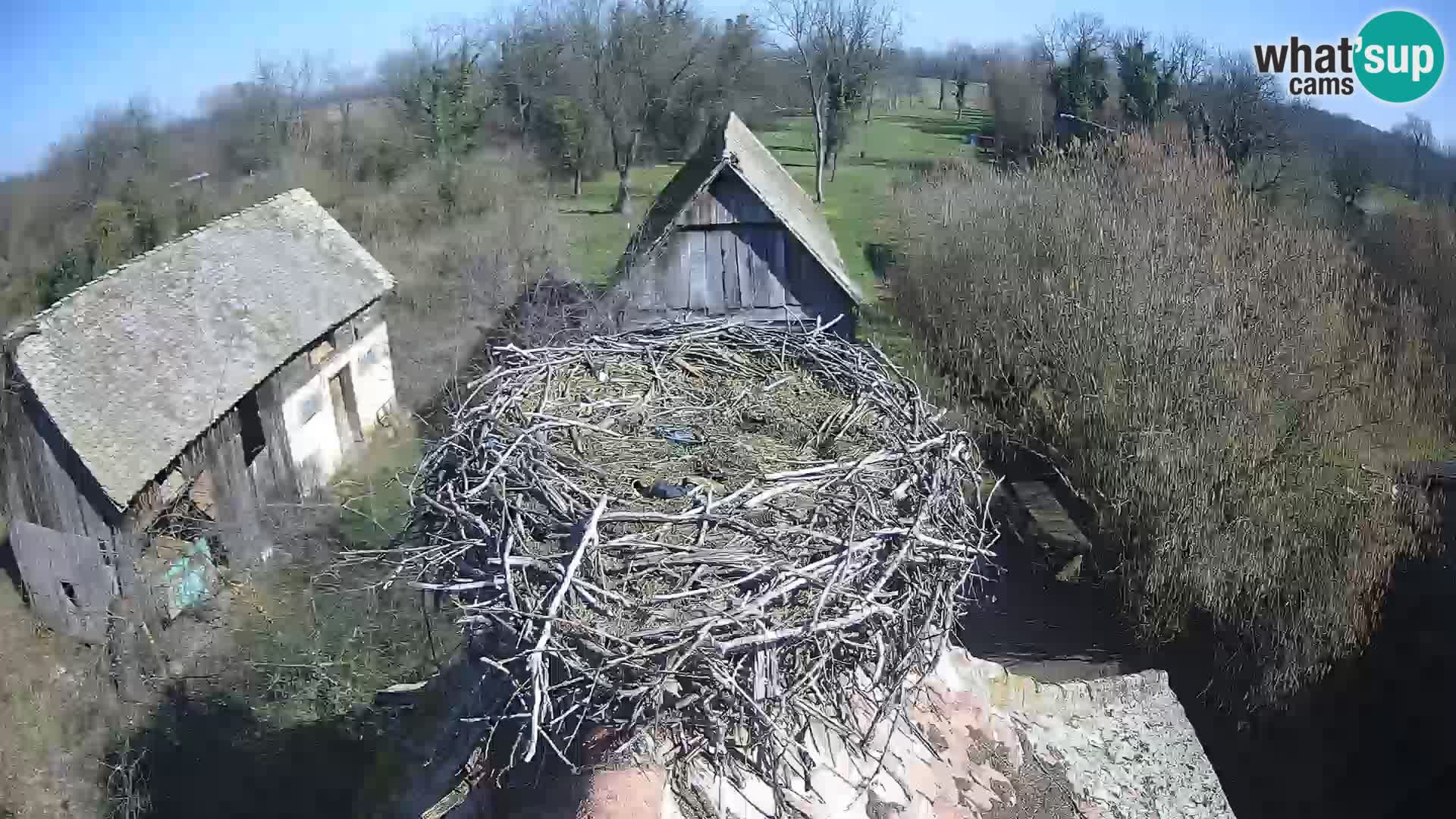 Webcam Europäisches Storchendorf – Naturpark Lonjsko polje