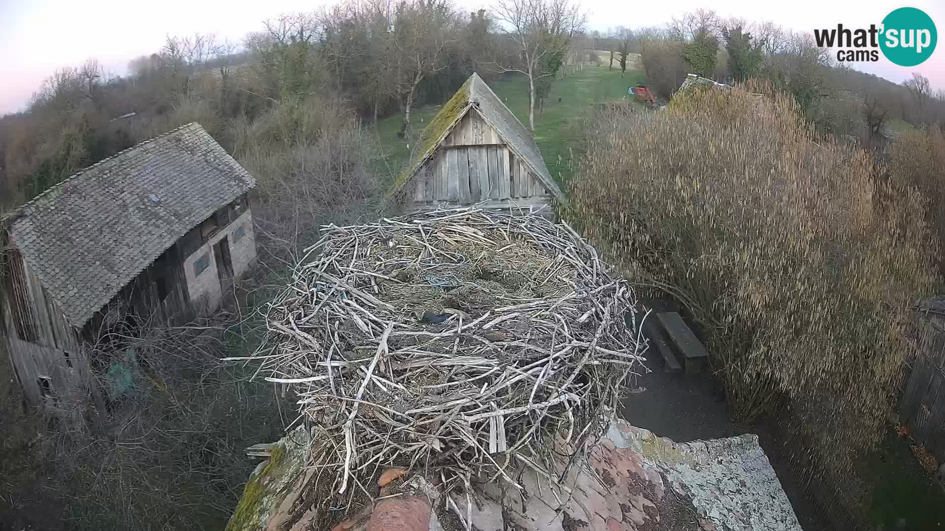 Village européen de cigognes webcam Parc naturel de Lonjsko polje