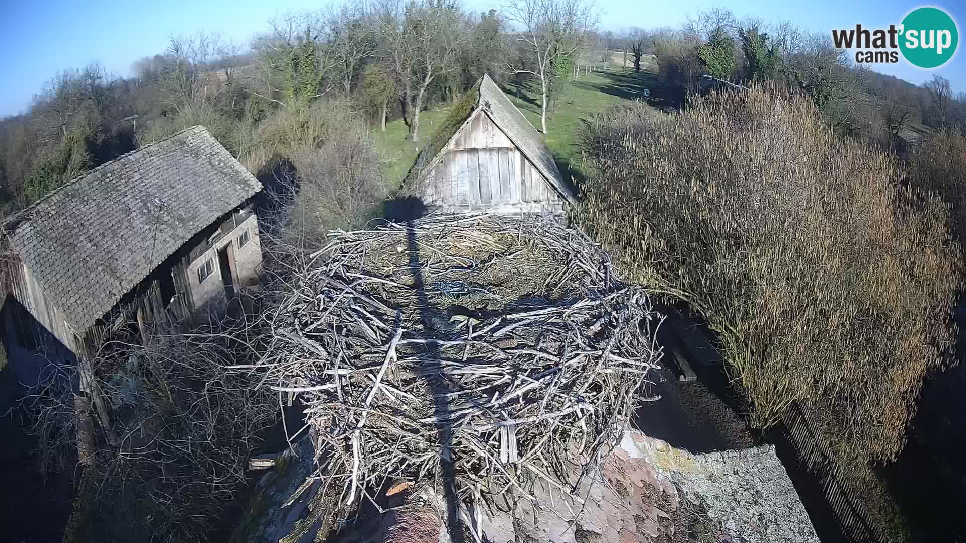 Village européen de cigognes webcam Parc naturel de Lonjsko polje