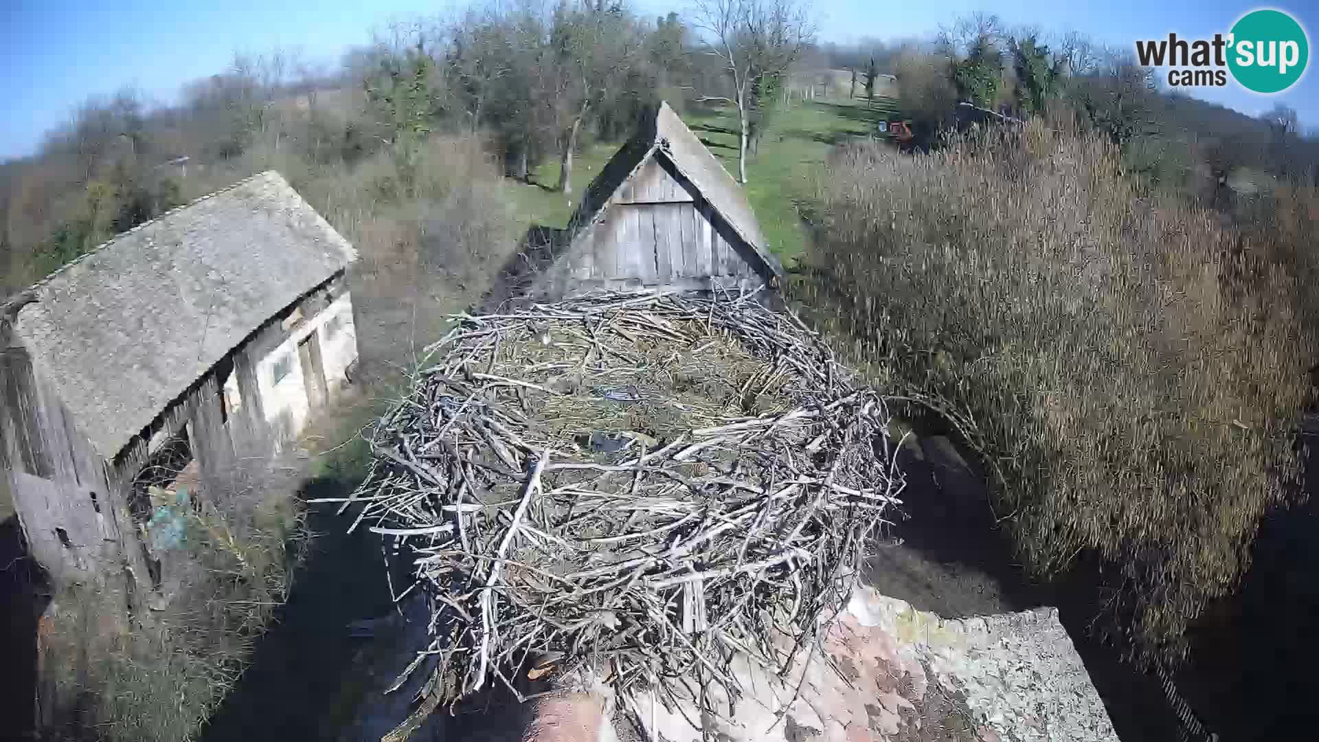 Webcam Europäisches Storchendorf – Naturpark Lonjsko polje