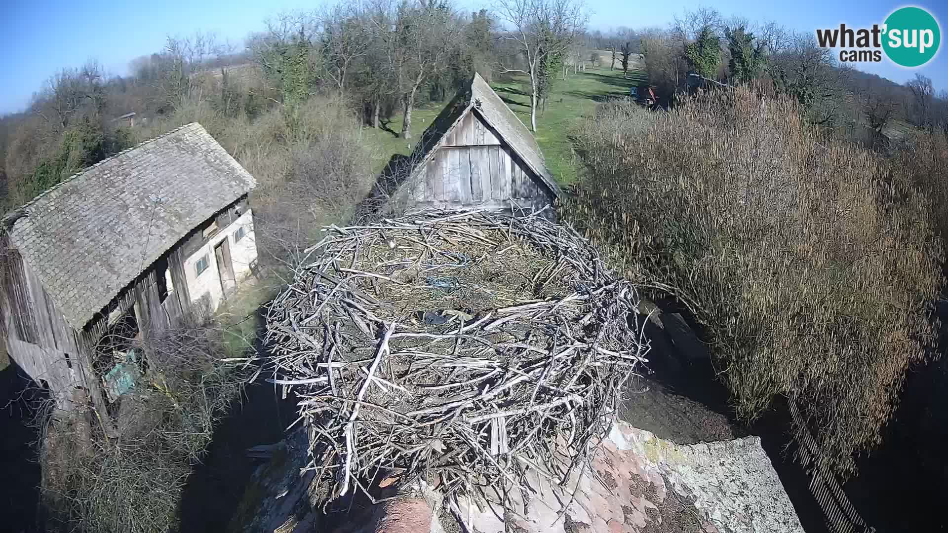 Villaggio delle cicogne europee webcam Parco naturale di Lonjsko polje