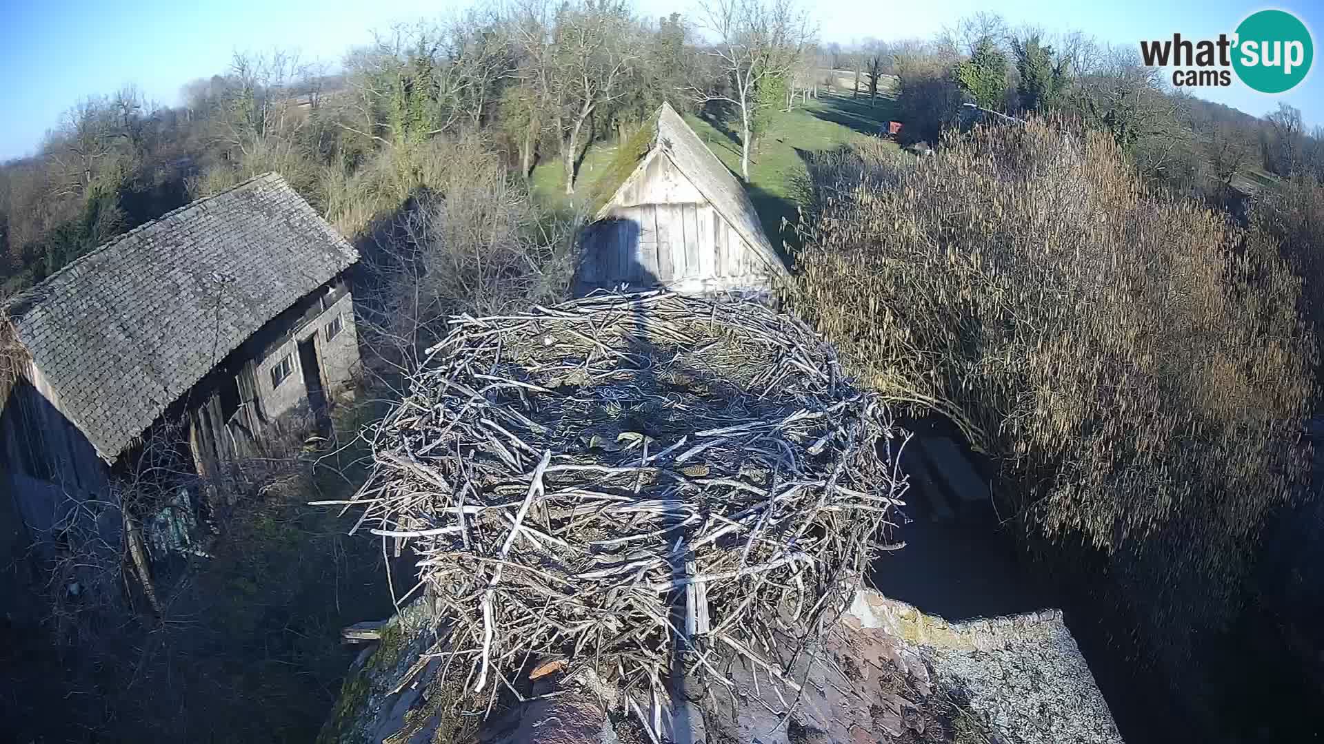 U živo Europsko selo roda – Park prirode Lonjsko polje