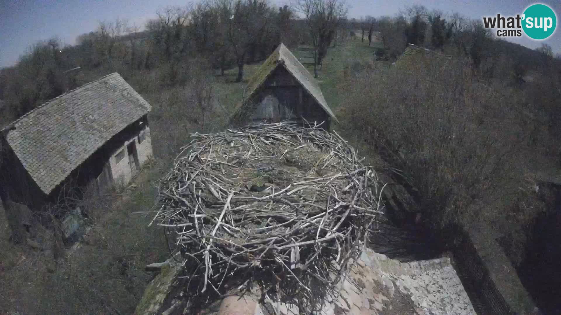 Evropska vas štorklje – Krajinski park Lonjsko polje spletna kamera