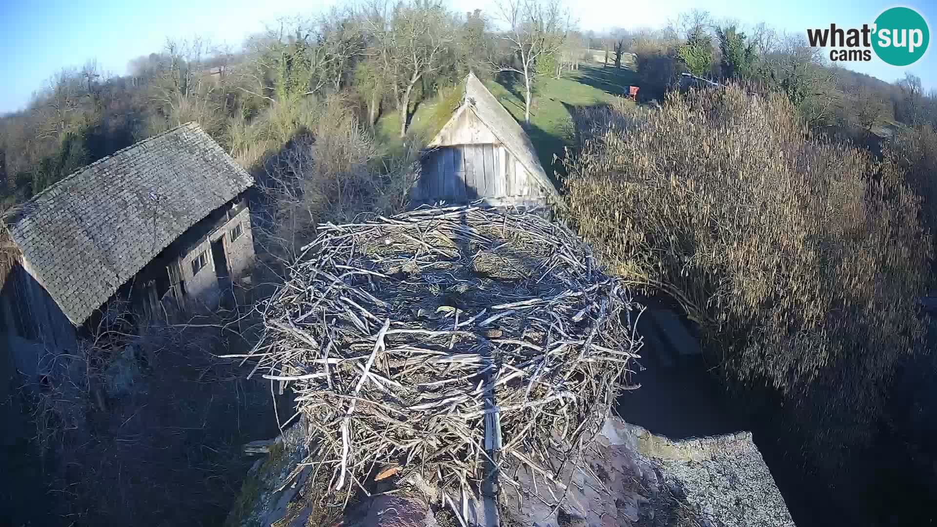 U živo Europsko selo roda – Park prirode Lonjsko polje