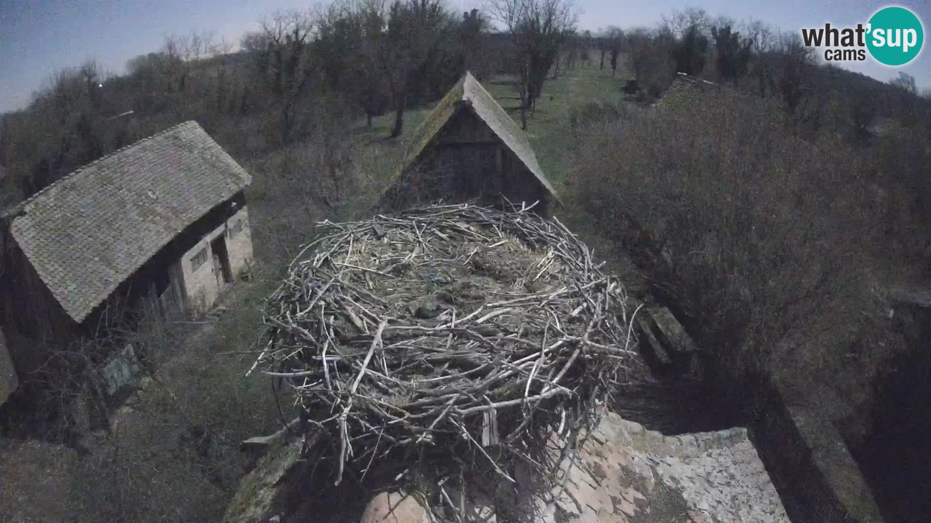 Villaggio delle cicogne europee webcam Parco naturale di Lonjsko polje