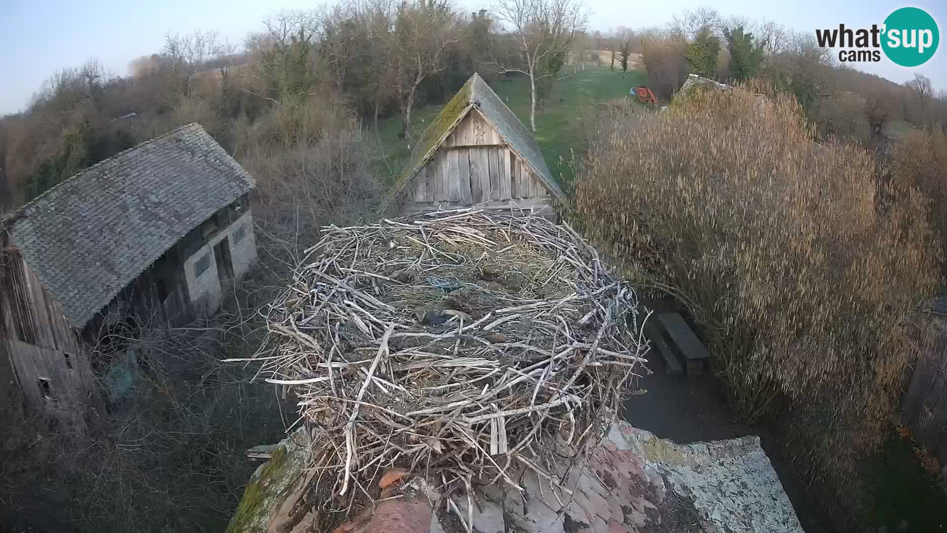 Village européen de cigognes webcam Parc naturel de Lonjsko polje