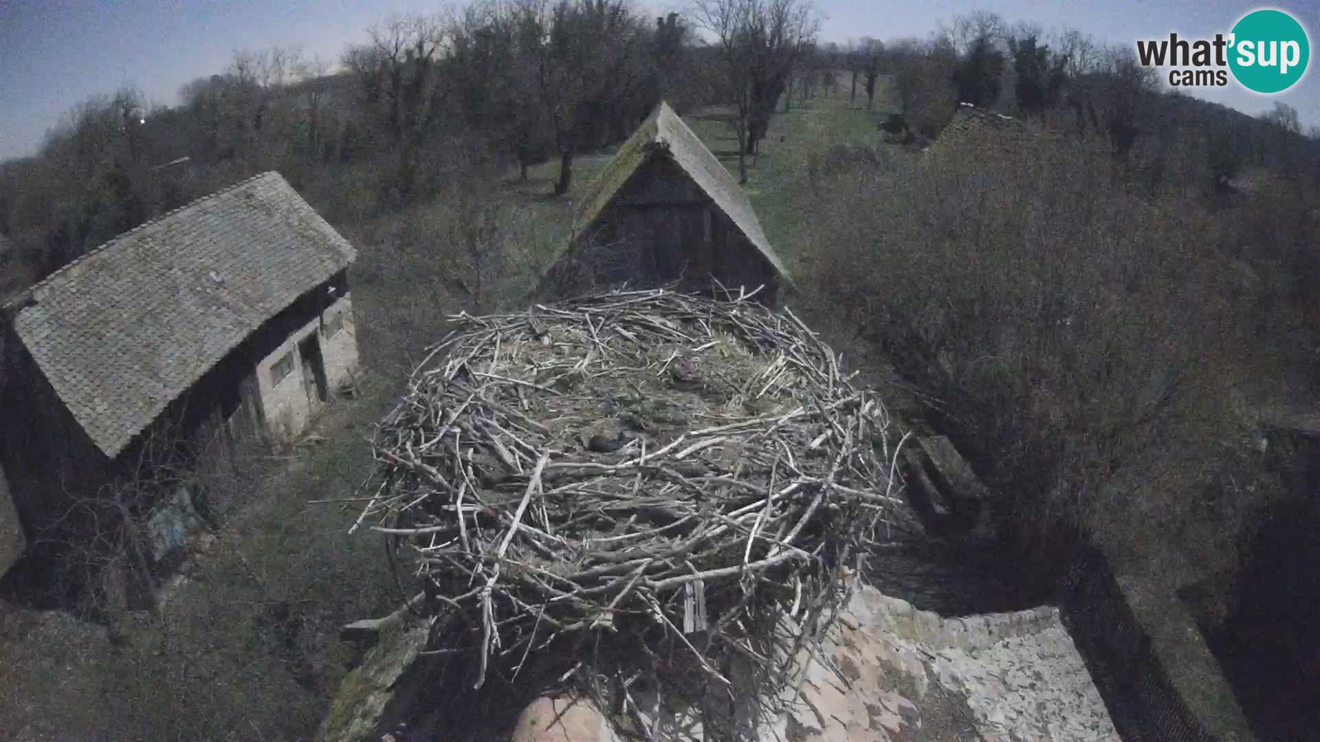 Pueblo europeo de cigüeñas camera en vivo Parque Natural Lonjsko polje