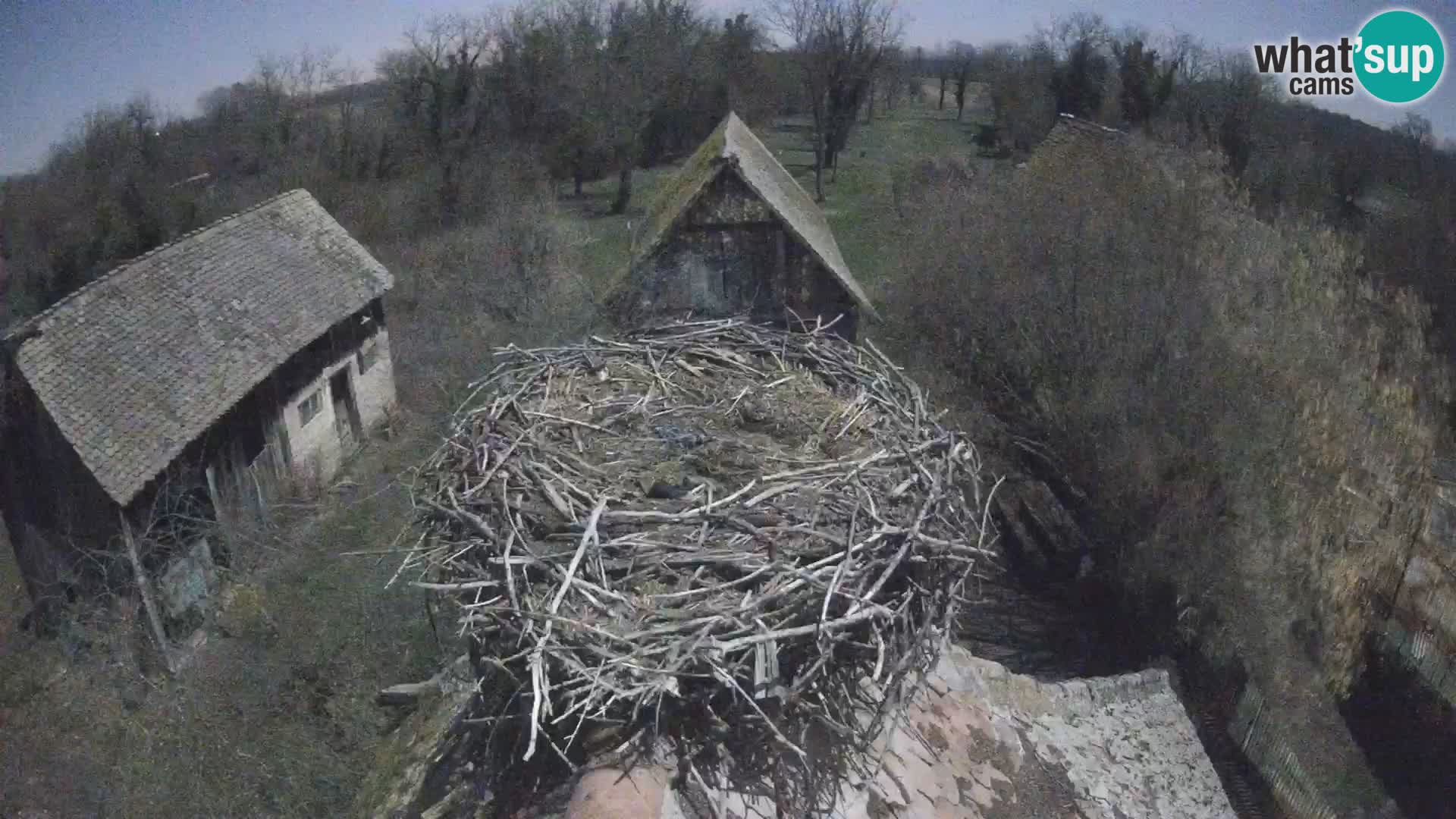 Villaggio delle cicogne europee webcam Parco naturale di Lonjsko polje