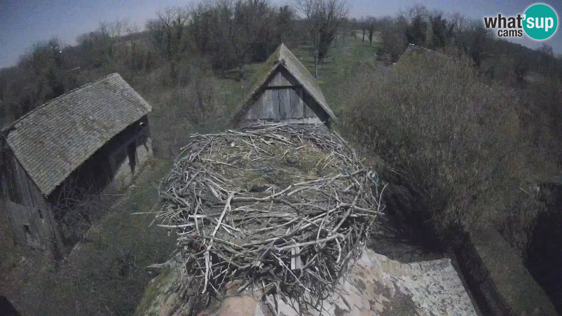 Village européen de cigognes webcam Parc naturel de Lonjsko polje