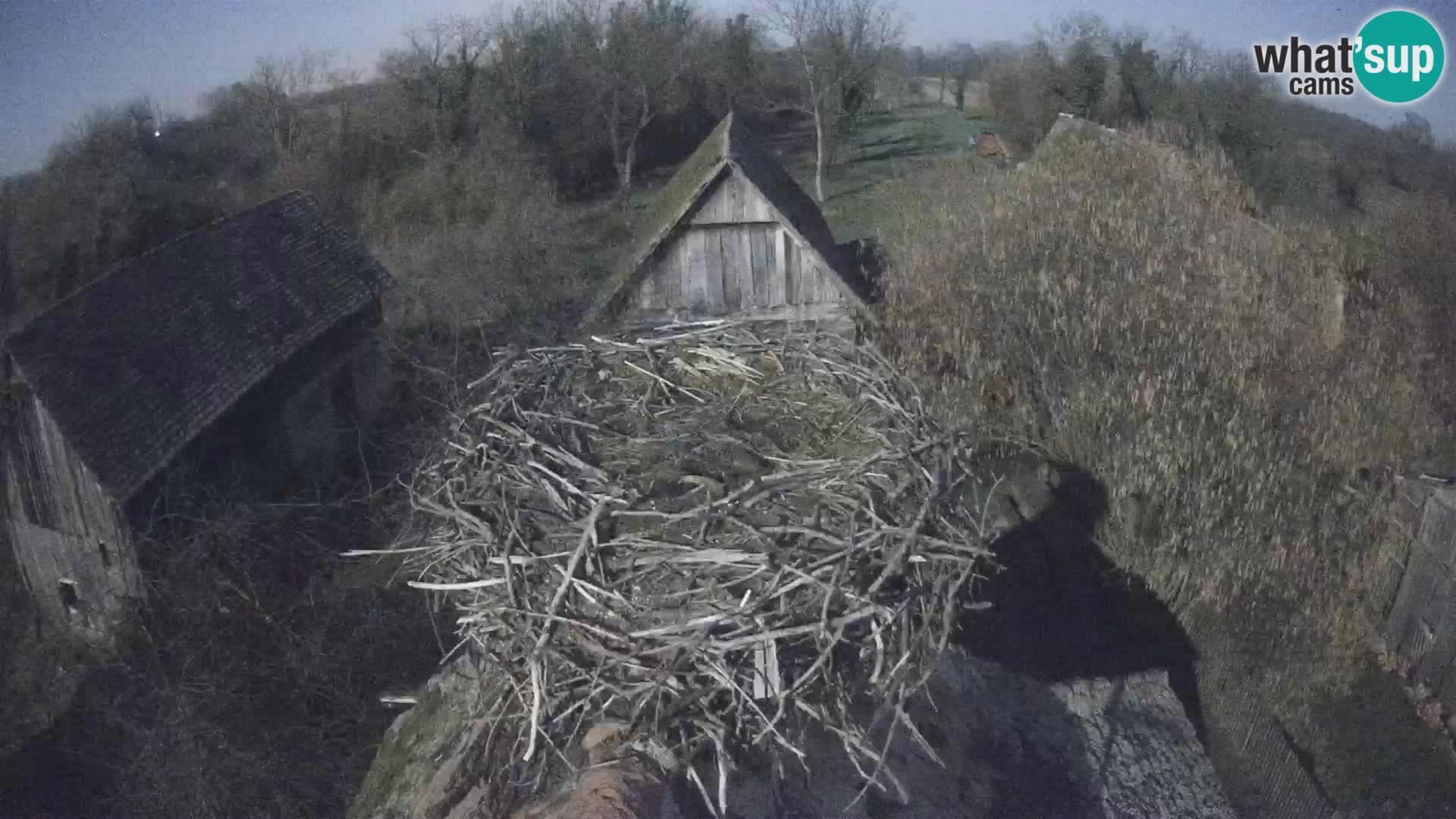 Evropska vas štorklje – Krajinski park Lonjsko polje spletna kamera