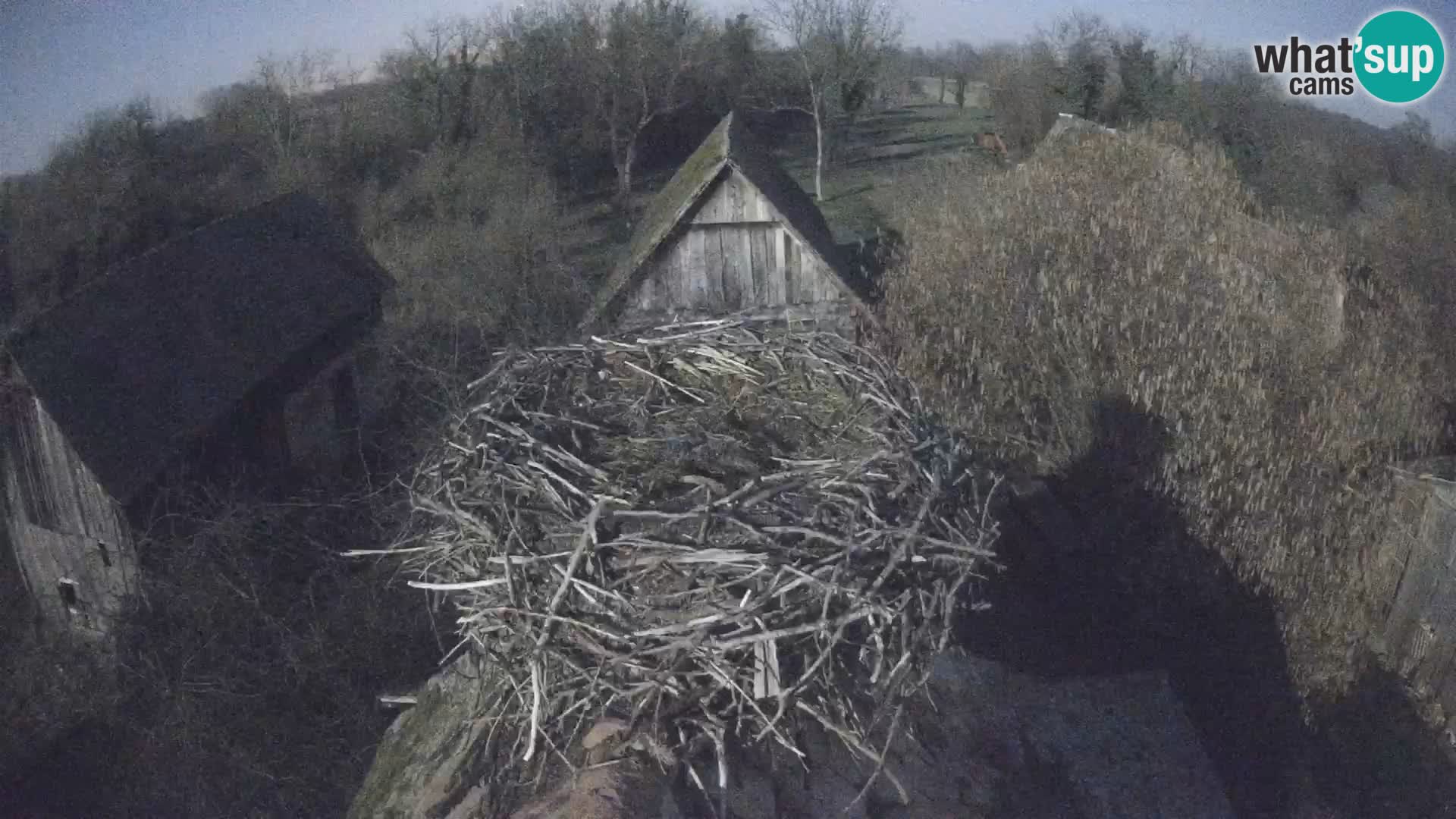 Village européen de cigognes webcam Parc naturel de Lonjsko polje
