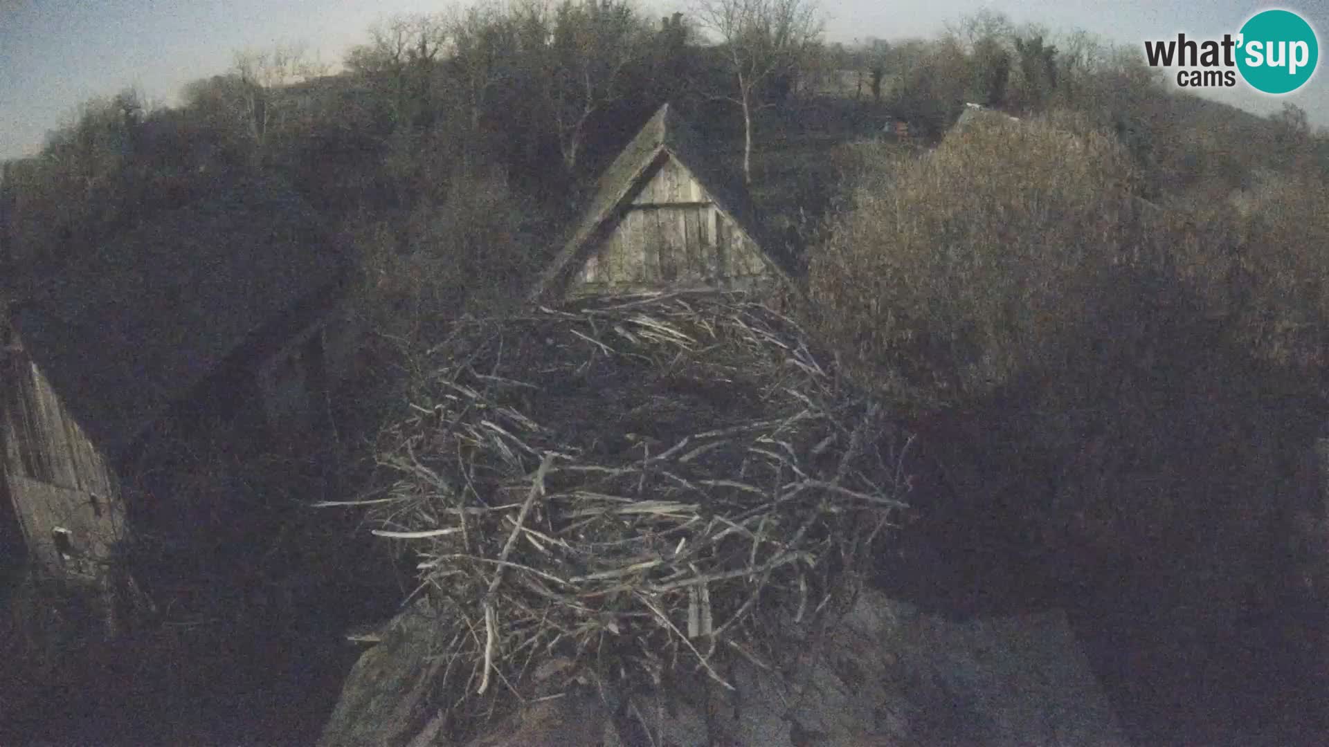 Villaggio delle cicogne europee webcam Parco naturale di Lonjsko polje