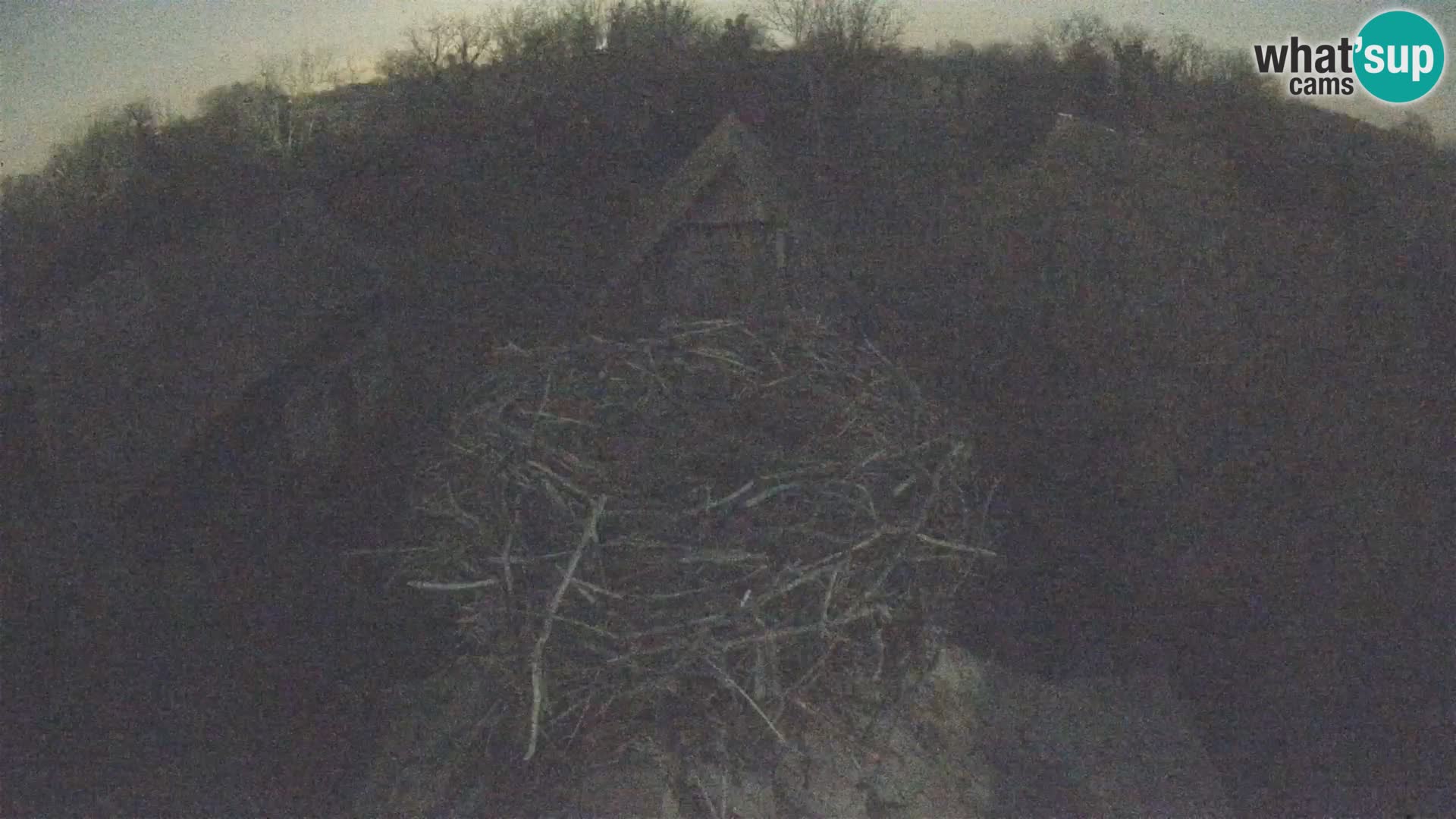 Villaggio delle cicogne europee webcam Parco naturale di Lonjsko polje