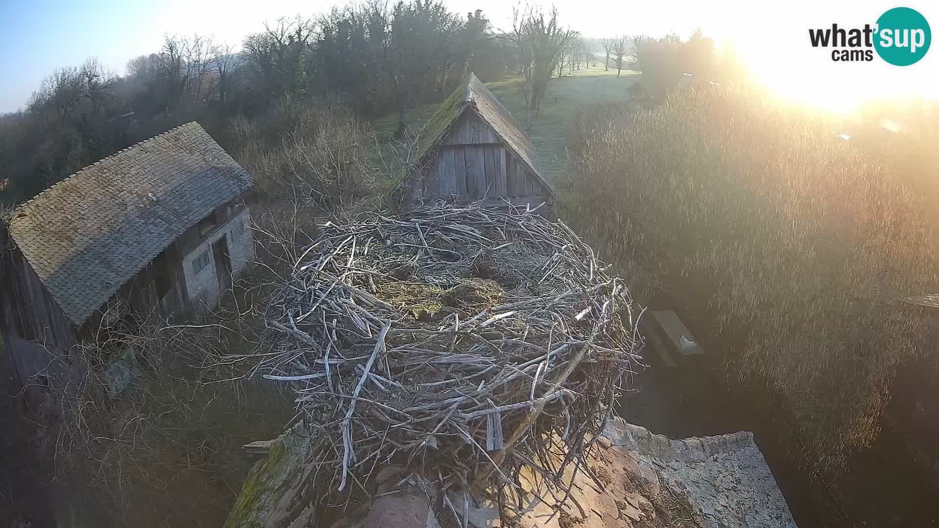 Village européen de cigognes webcam Parc naturel de Lonjsko polje