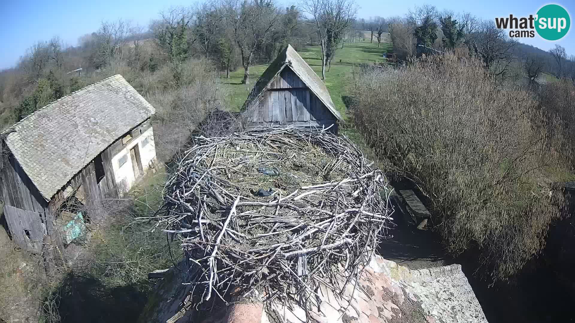 Evropska vas štorklje – Krajinski park Lonjsko polje spletna kamera