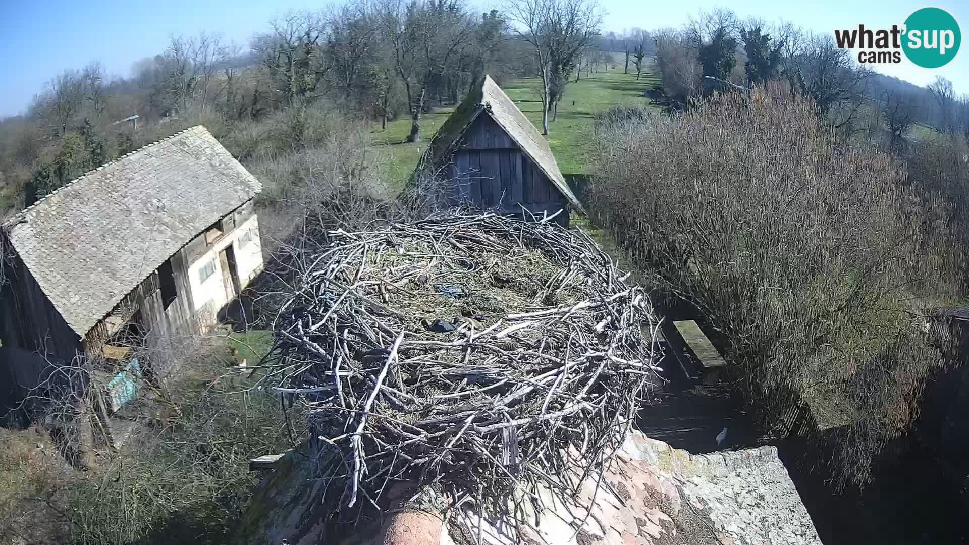 Pueblo europeo de cigüeñas camera en vivo Parque Natural Lonjsko polje