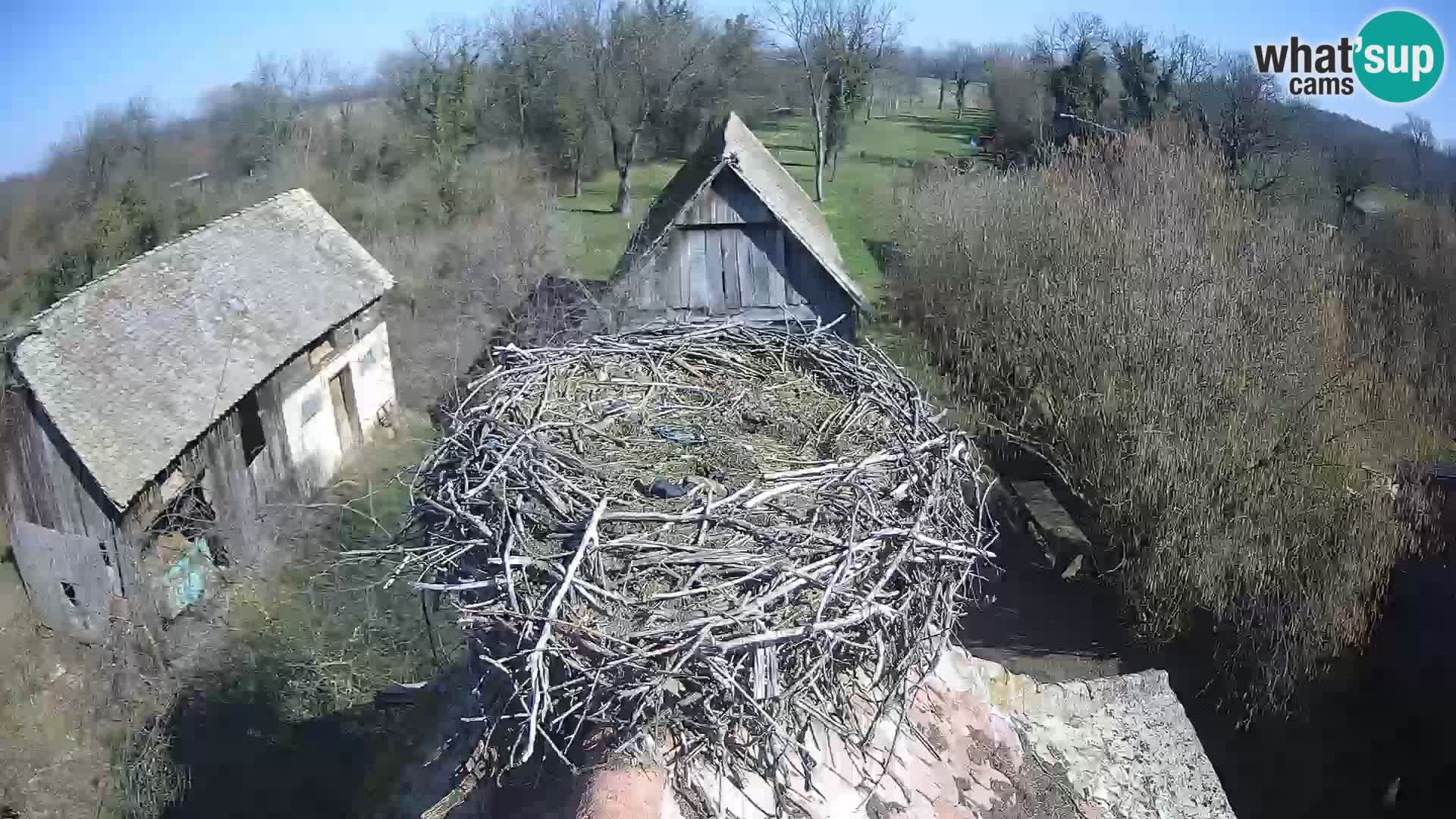 Villaggio delle cicogne europee webcam Parco naturale di Lonjsko polje