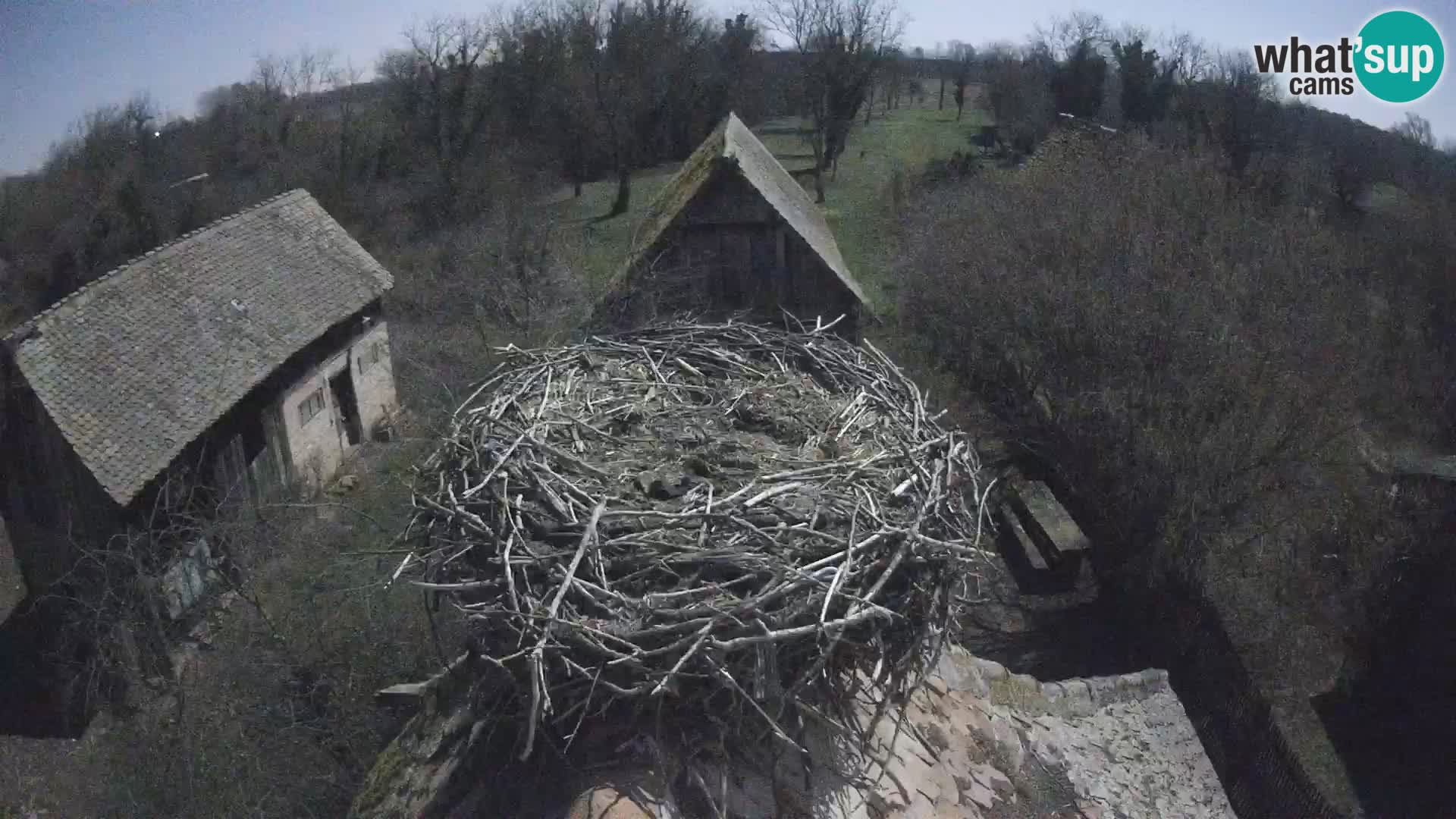 Villaggio delle cicogne europee webcam Parco naturale di Lonjsko polje