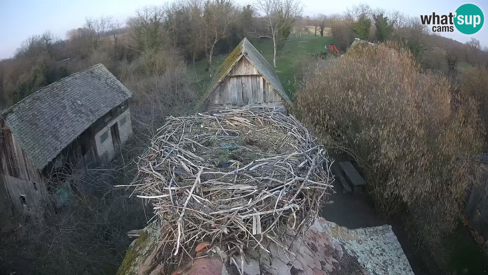 Webcam Europäisches Storchendorf – Naturpark Lonjsko polje