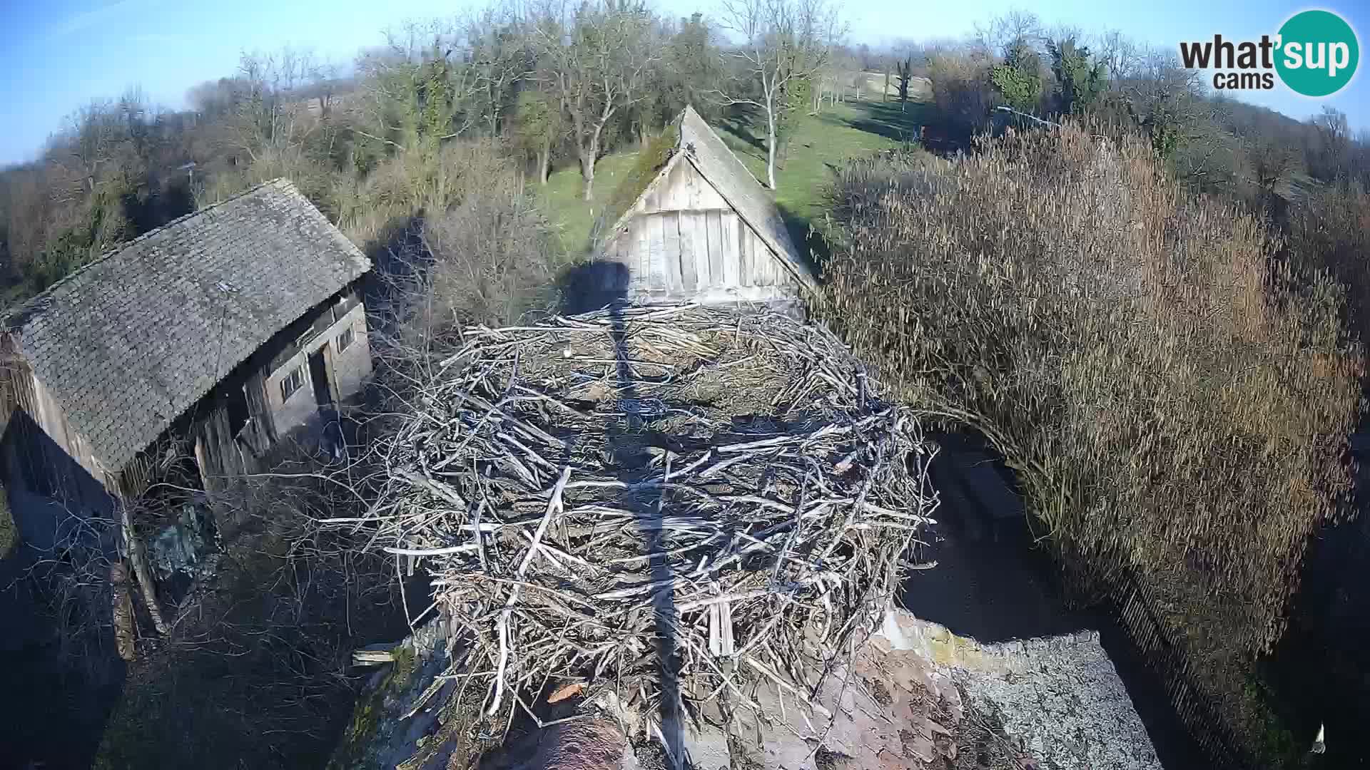 Villaggio delle cicogne europee webcam Parco naturale di Lonjsko polje