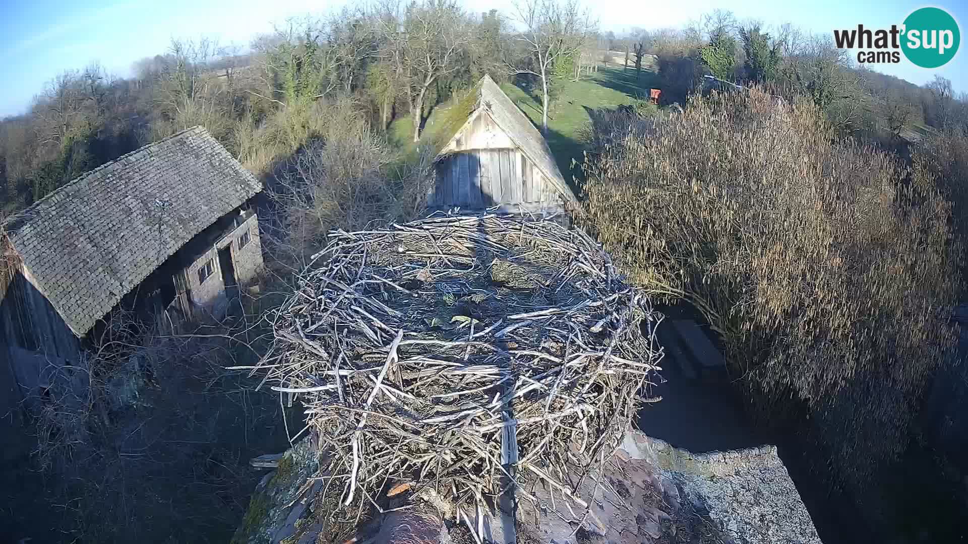 Villaggio delle cicogne europee webcam Parco naturale di Lonjsko polje