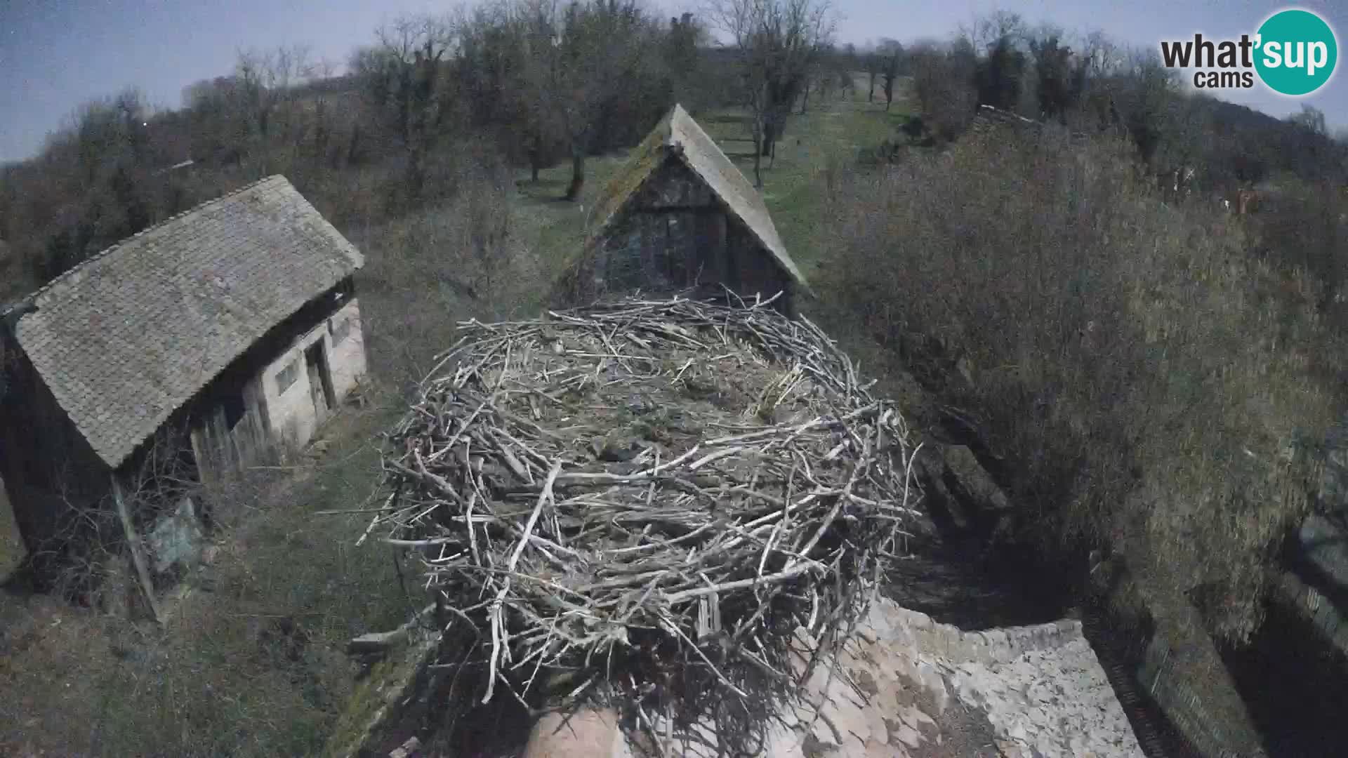 Village européen de cigognes webcam Parc naturel de Lonjsko polje
