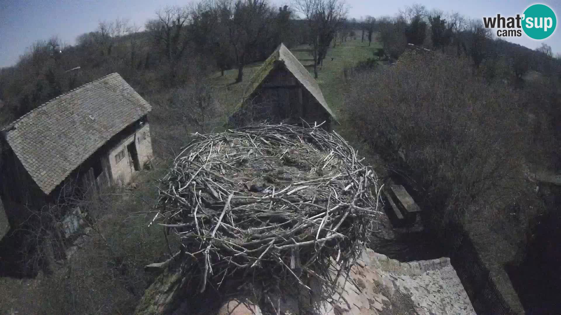 Pueblo europeo de cigüeñas camera en vivo Parque Natural Lonjsko polje
