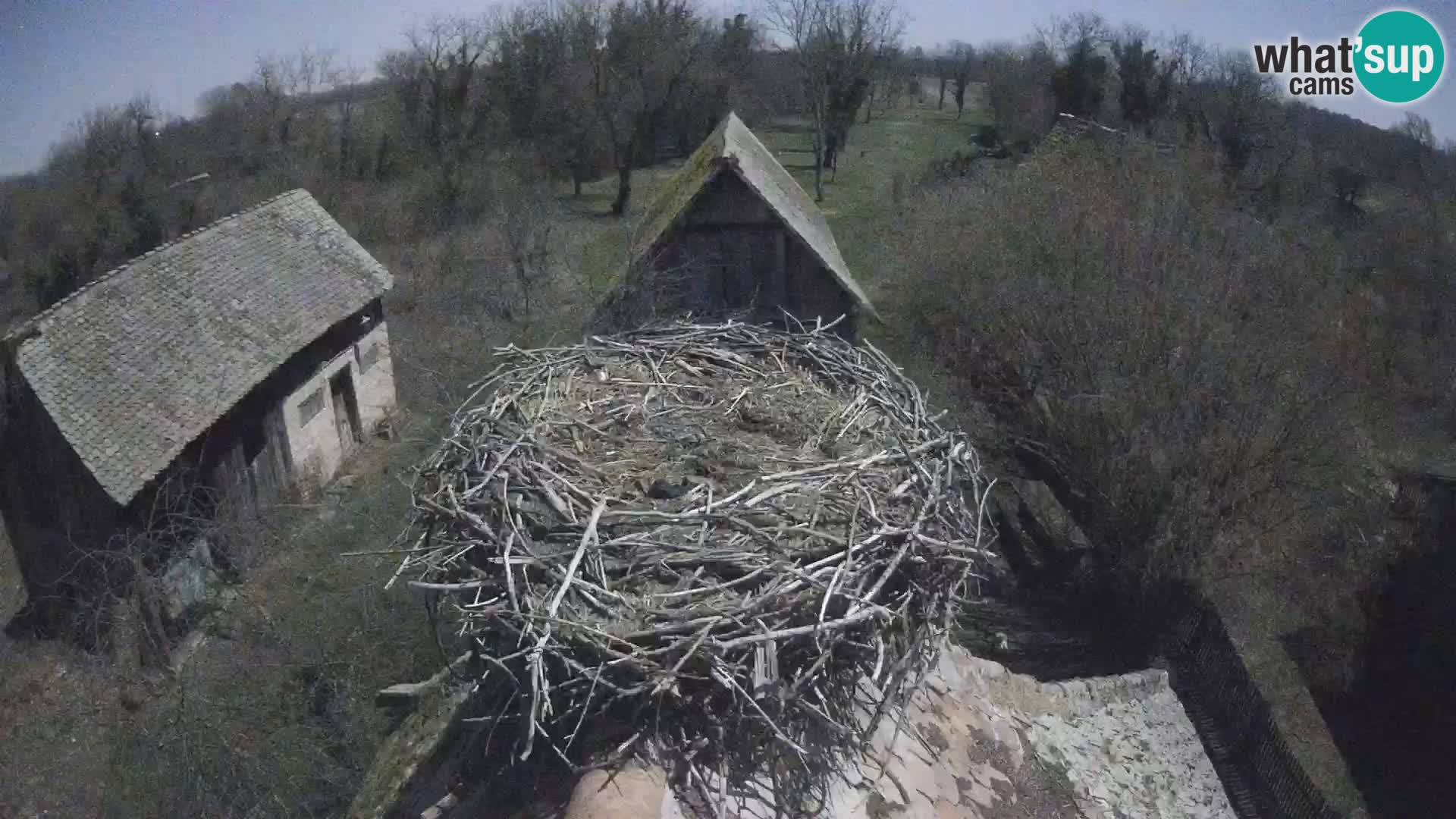 Village européen de cigognes webcam Parc naturel de Lonjsko polje
