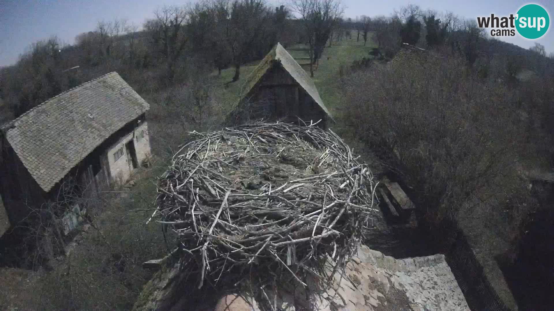 Villaggio delle cicogne europee webcam Parco naturale di Lonjsko polje