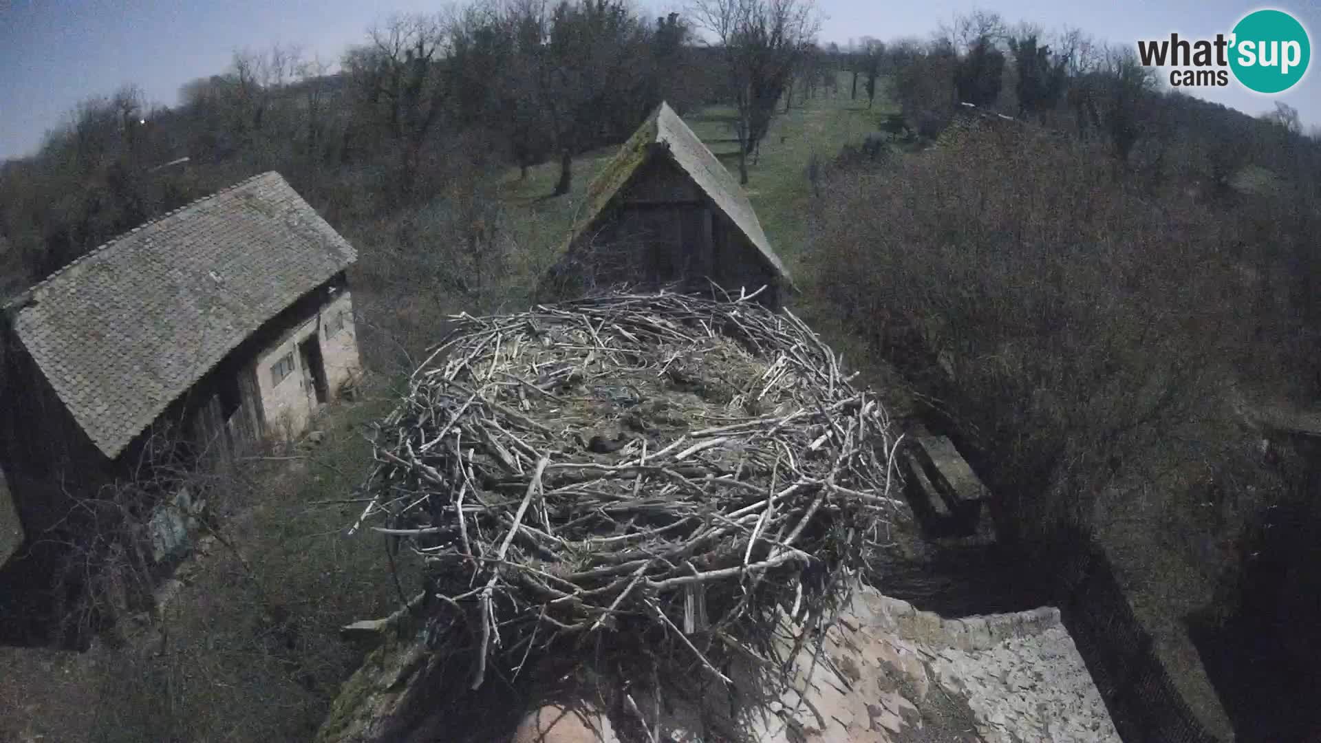 Pueblo europeo de cigüeñas camera en vivo Parque Natural Lonjsko polje