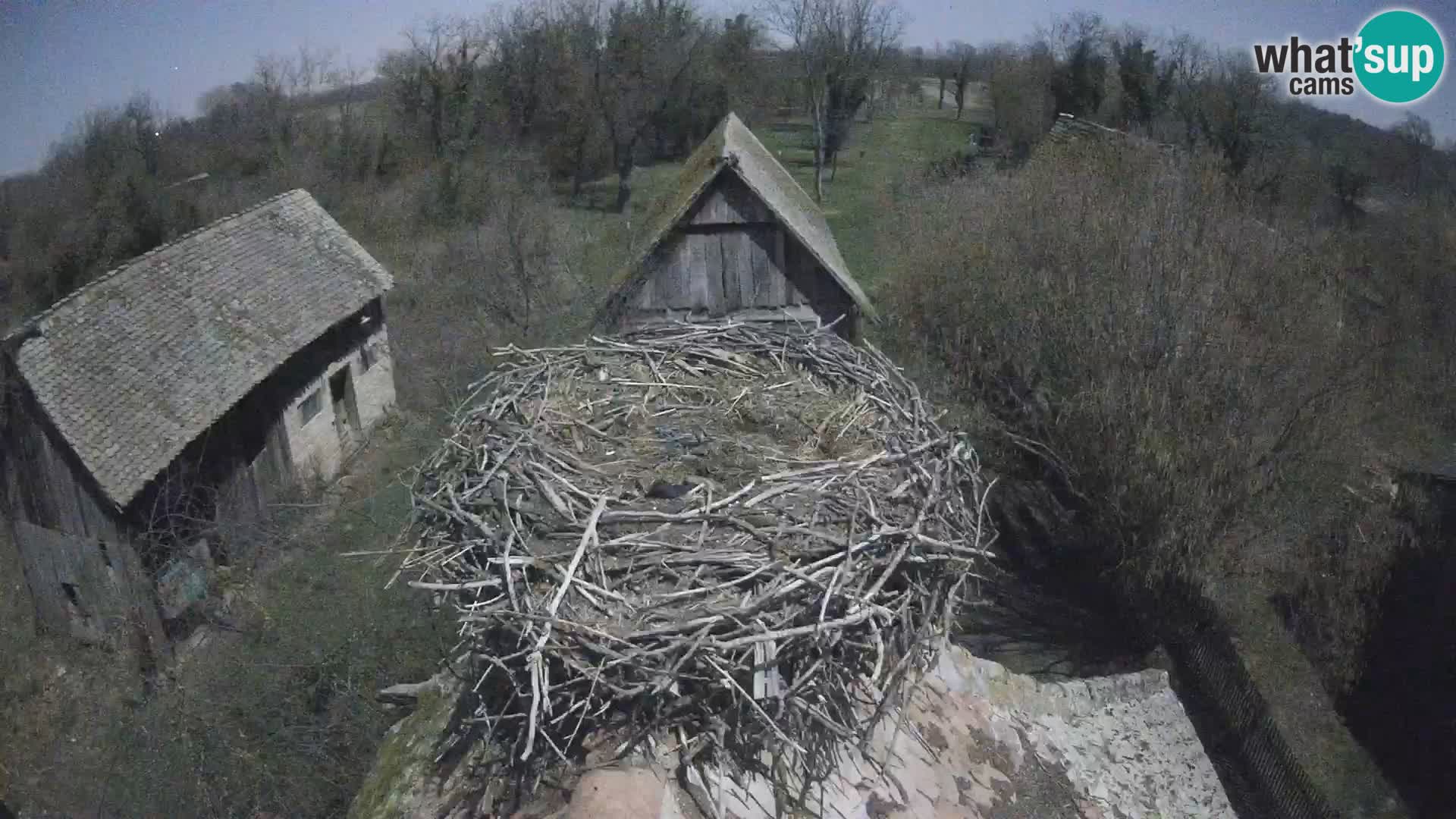 Evropska vas štorklje – Krajinski park Lonjsko polje spletna kamera