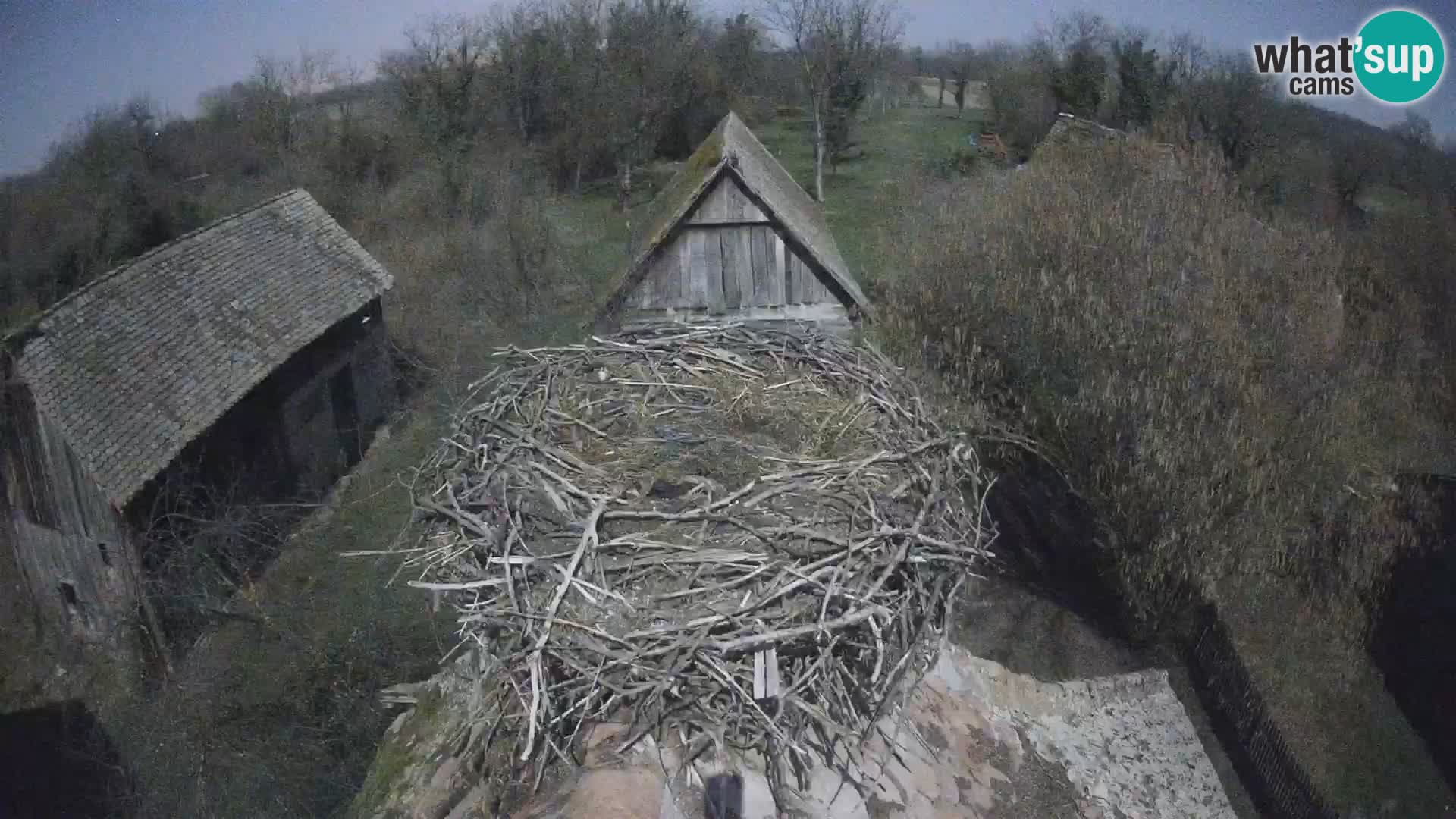 Evropska vas štorklje – Krajinski park Lonjsko polje spletna kamera