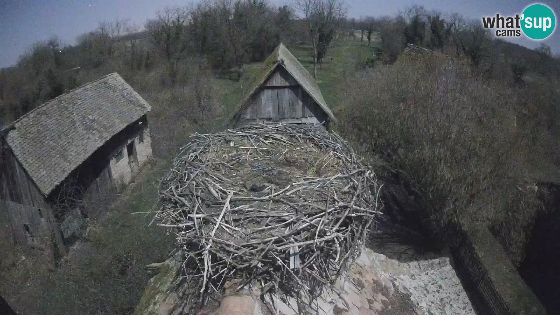 Village européen de cigognes webcam Parc naturel de Lonjsko polje