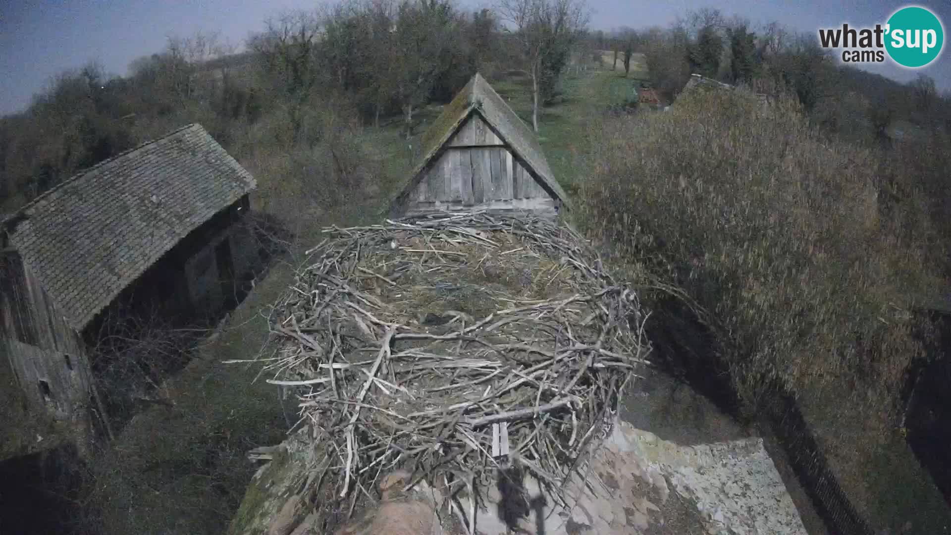 Villaggio delle cicogne europee webcam Parco naturale di Lonjsko polje