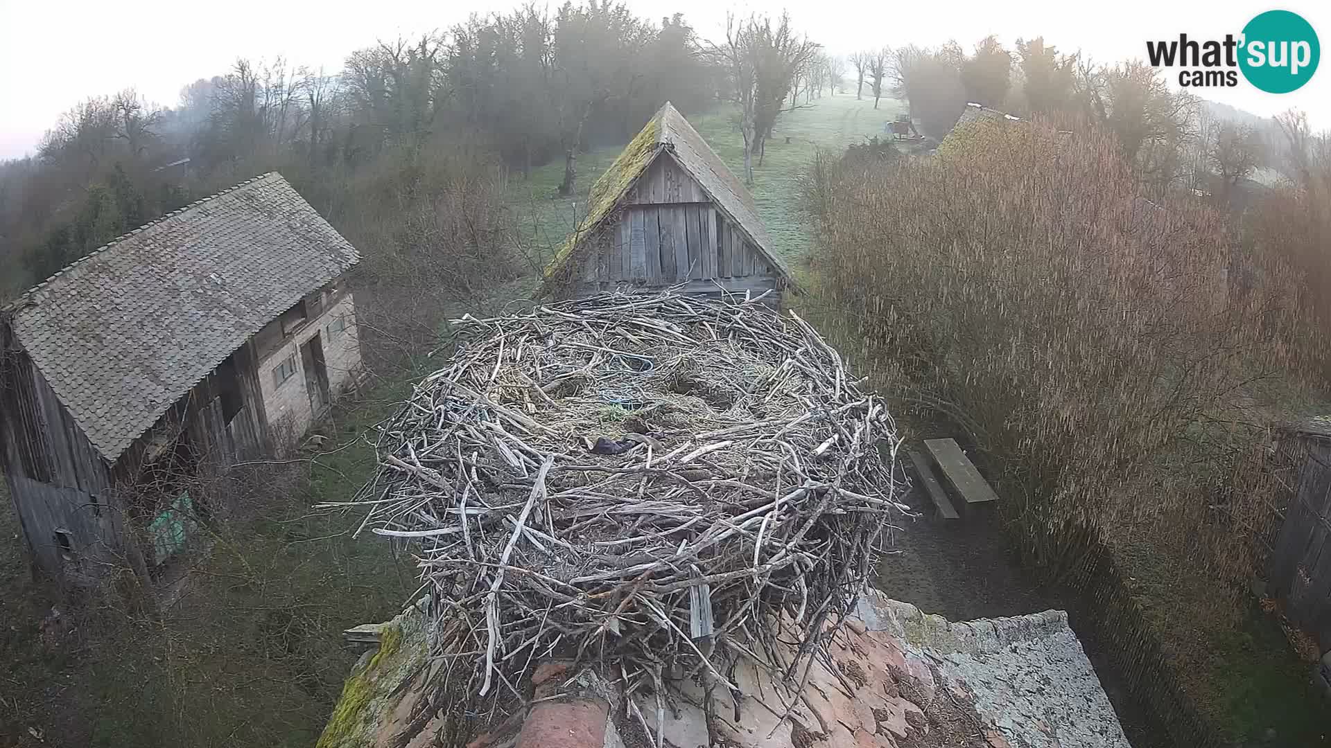 Webcam Europäisches Storchendorf – Naturpark Lonjsko polje