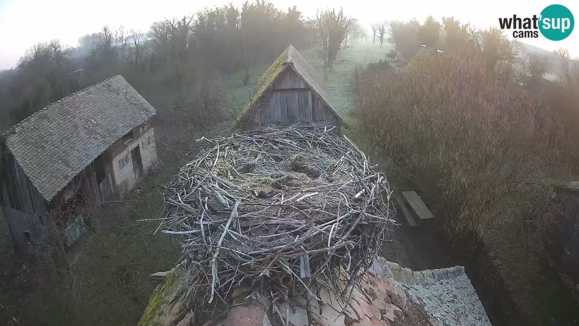 Webcam Europäisches Storchendorf – Naturpark Lonjsko polje