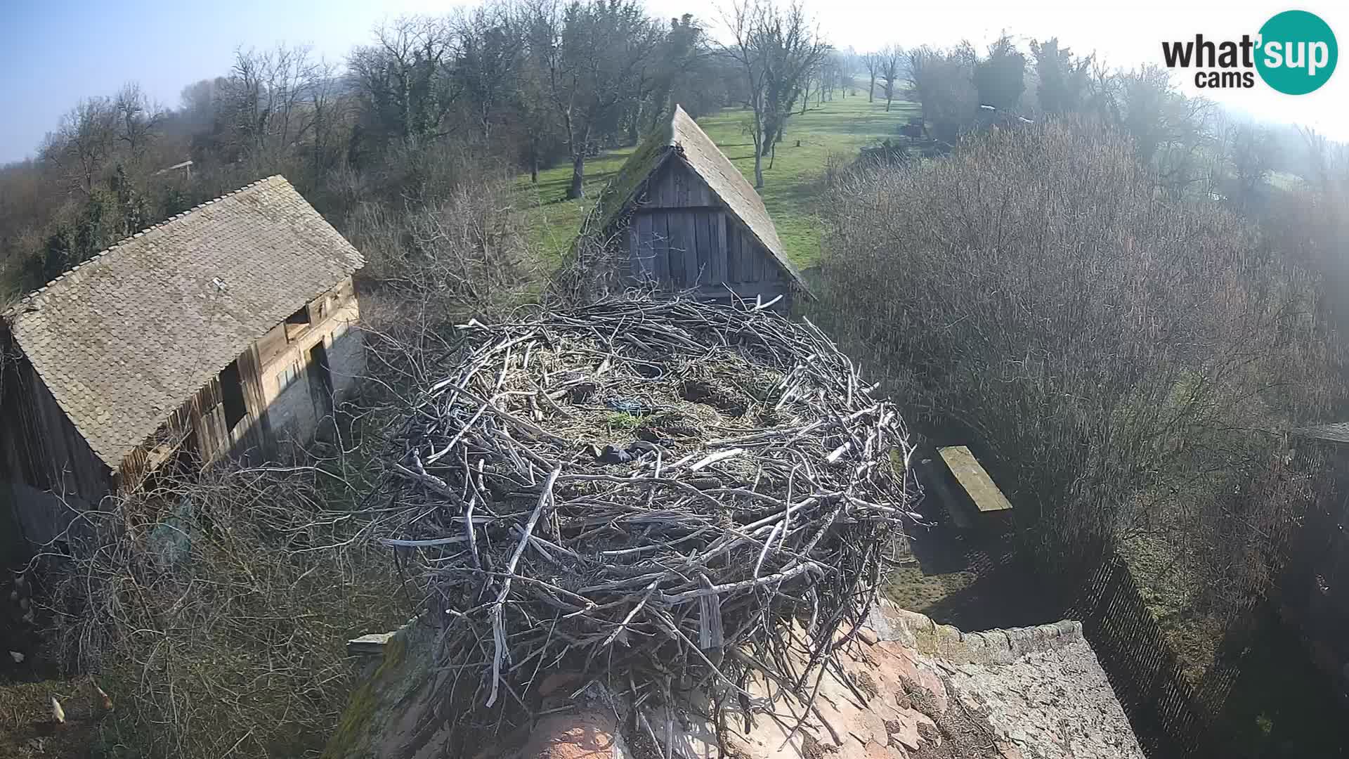 Webcam Europäisches Storchendorf – Naturpark Lonjsko polje