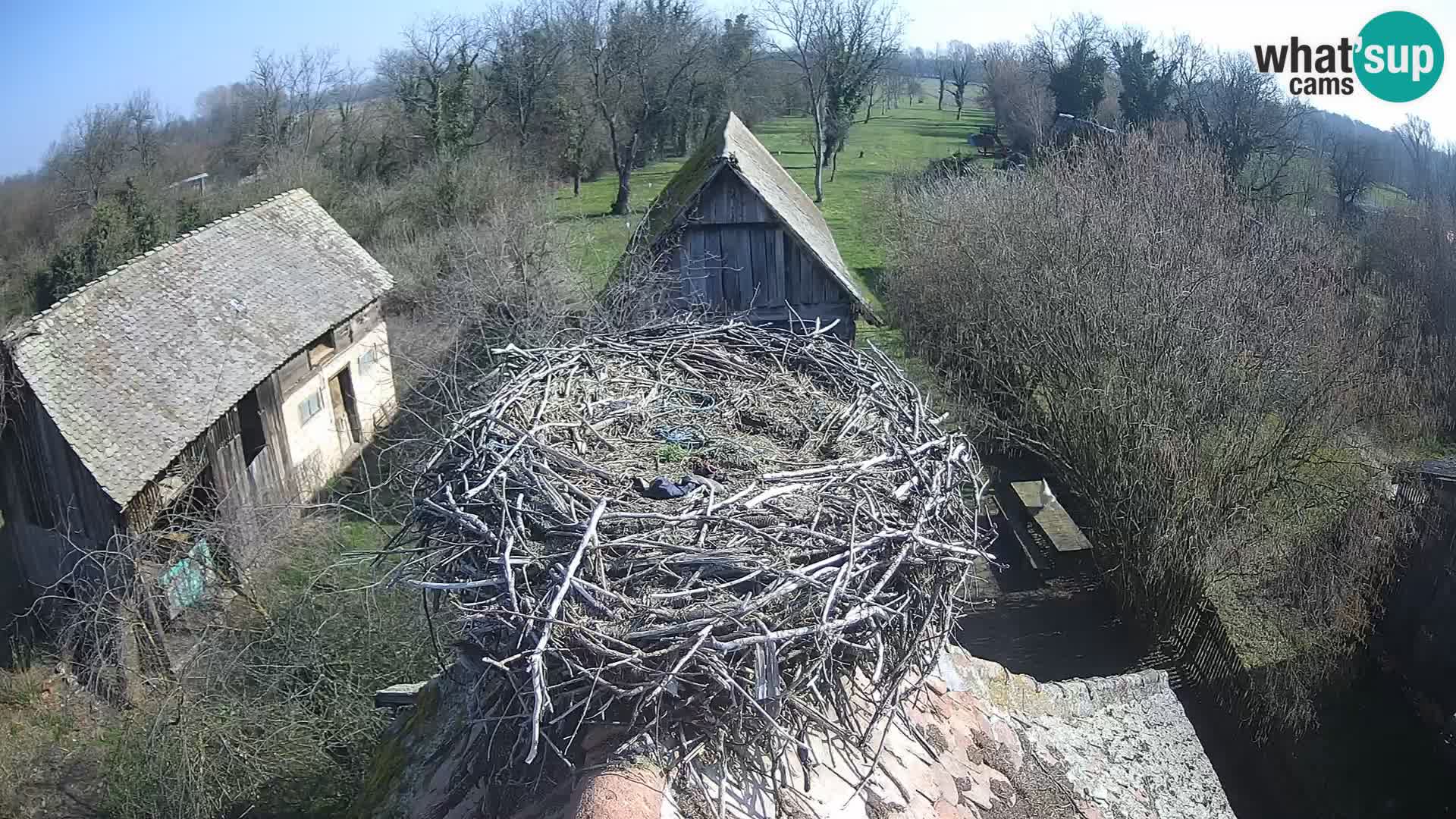 Village européen de cigognes webcam Parc naturel de Lonjsko polje