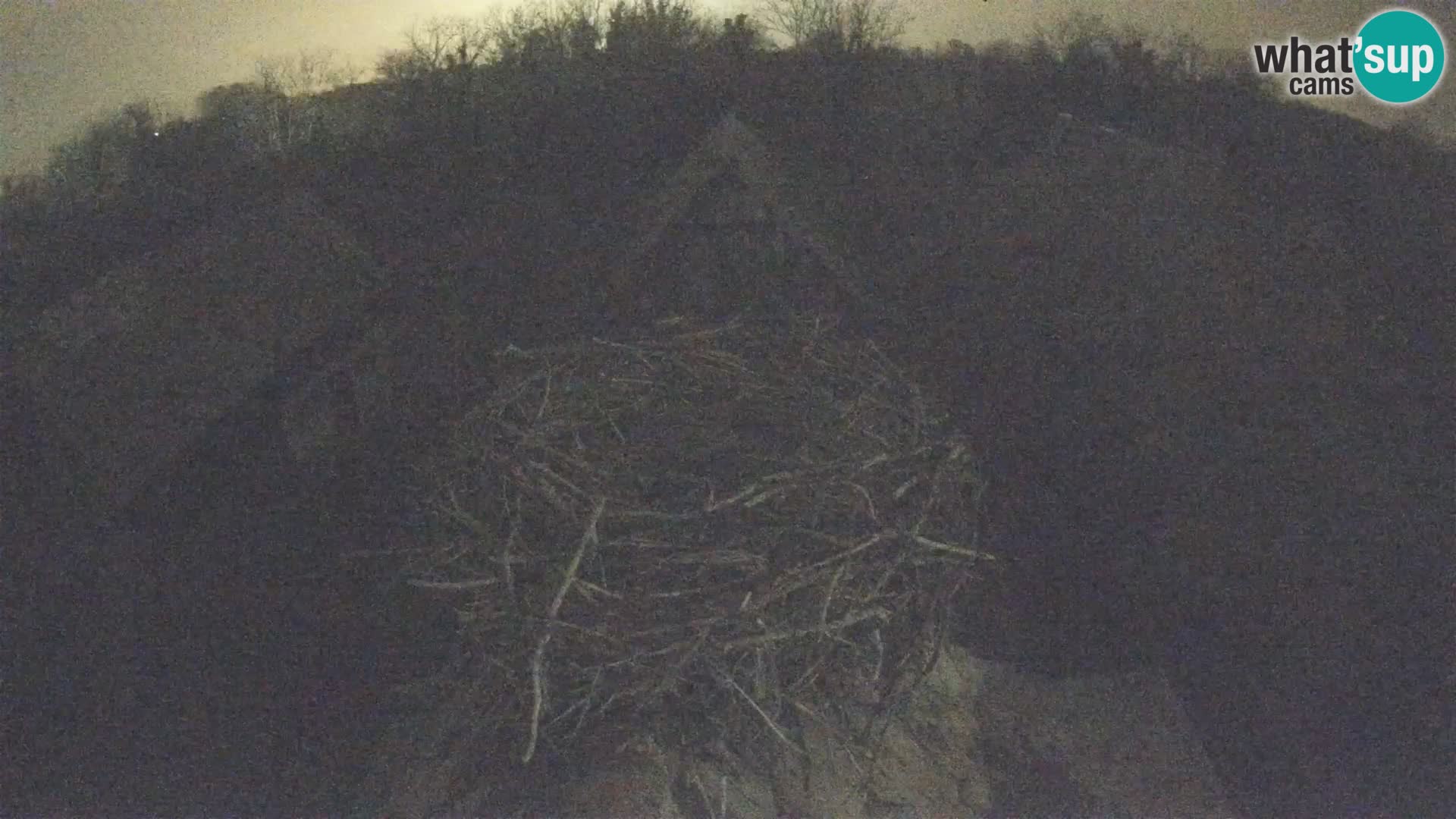 Villaggio delle cicogne europee webcam Parco naturale di Lonjsko polje