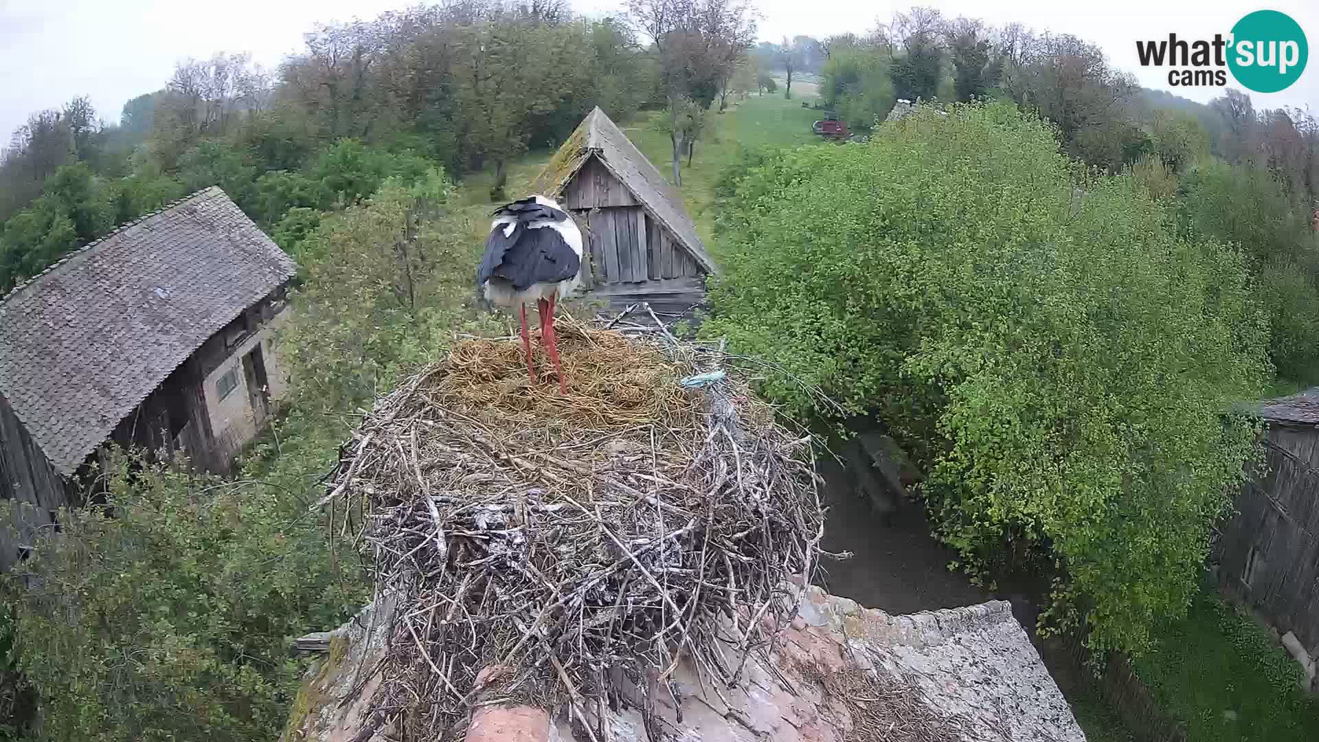 Village européen de cigognes webcam Parc naturel de Lonjsko polje