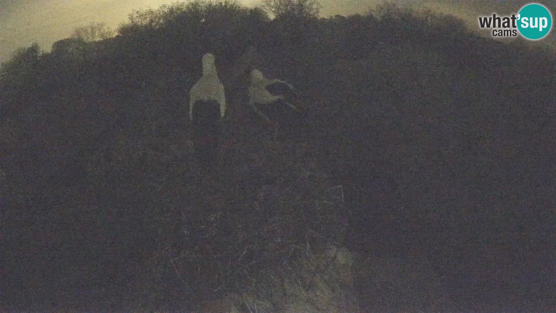 U živo Europsko selo roda – Park prirode Lonjsko polje