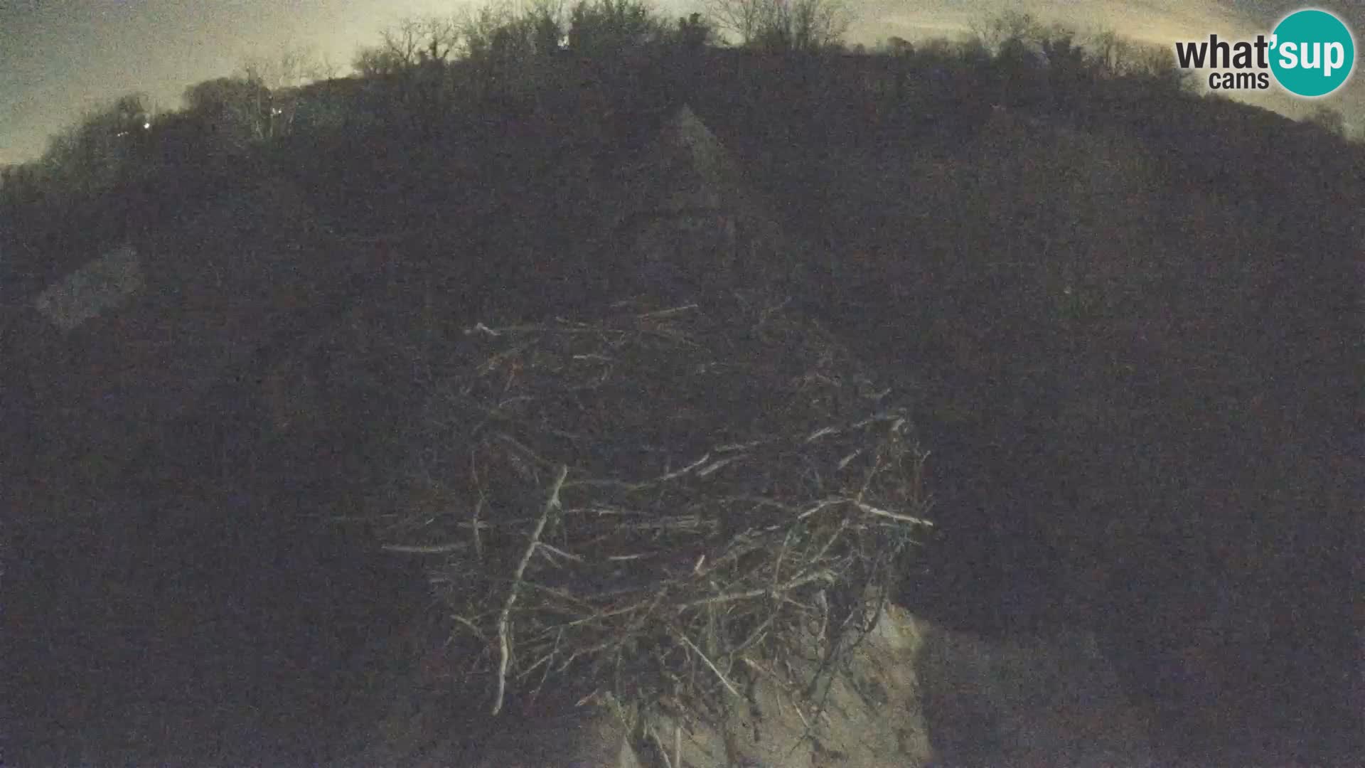 Evropska vas štorklje – Krajinski park Lonjsko polje spletna kamera