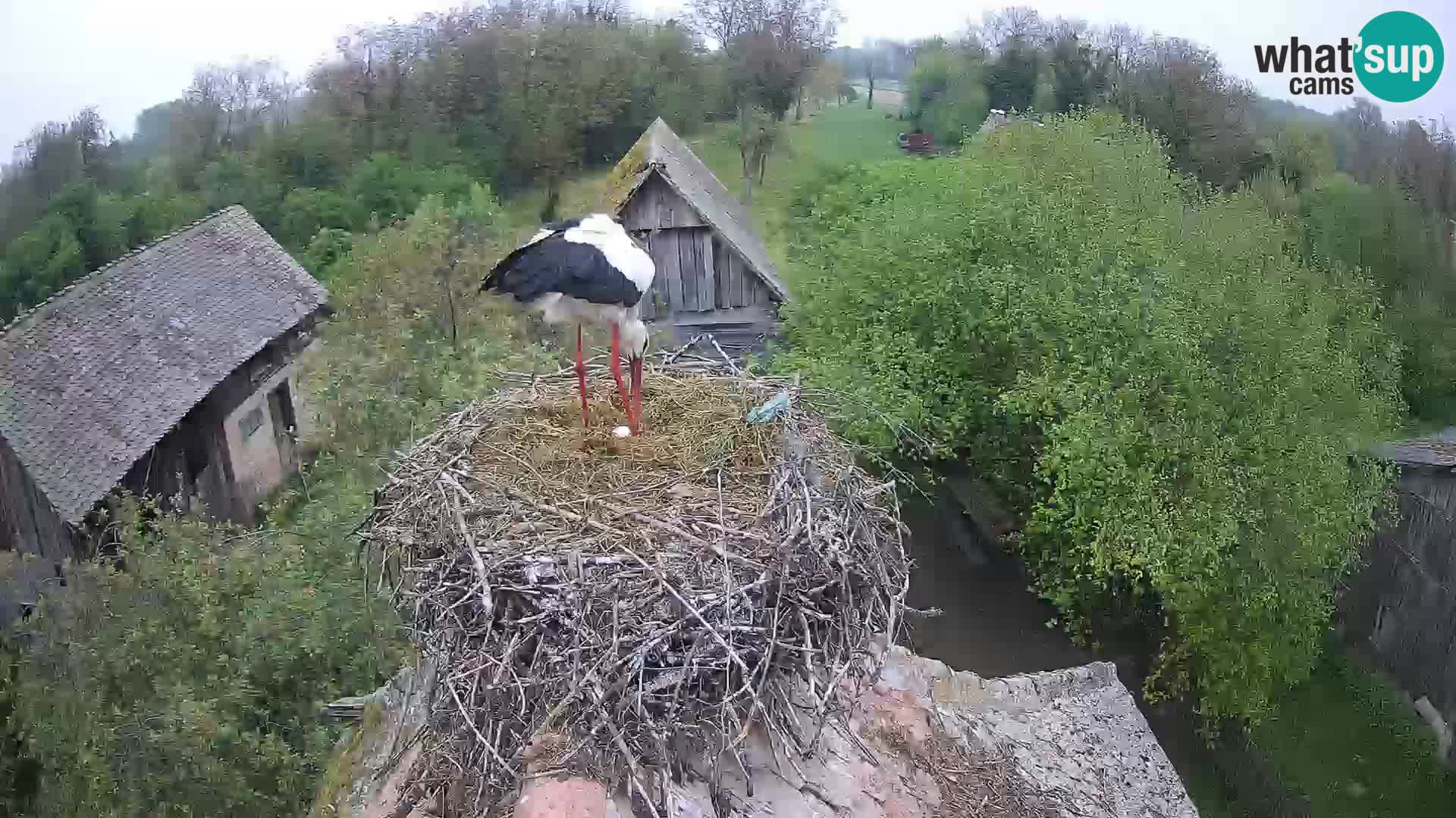 U živo Europsko selo roda – Park prirode Lonjsko polje