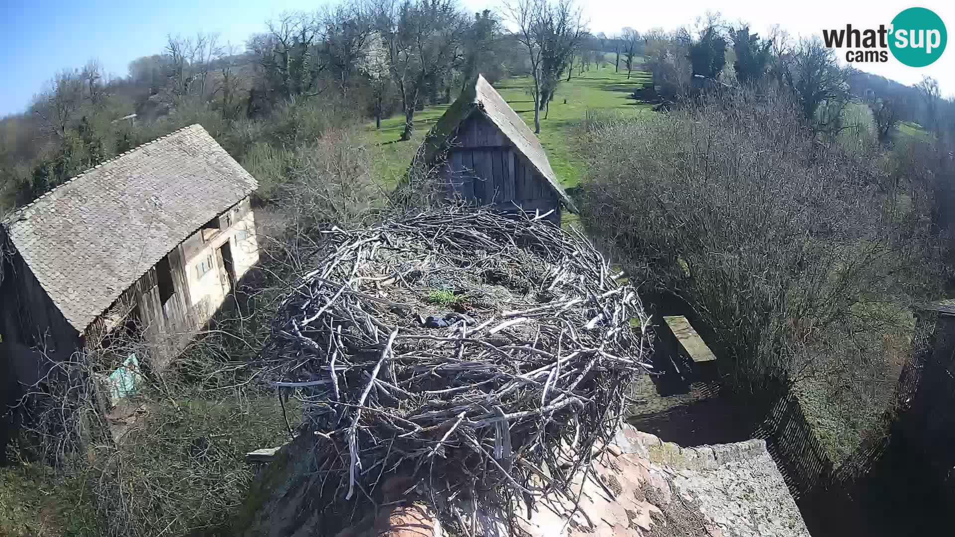U živo Europsko selo roda – Park prirode Lonjsko polje